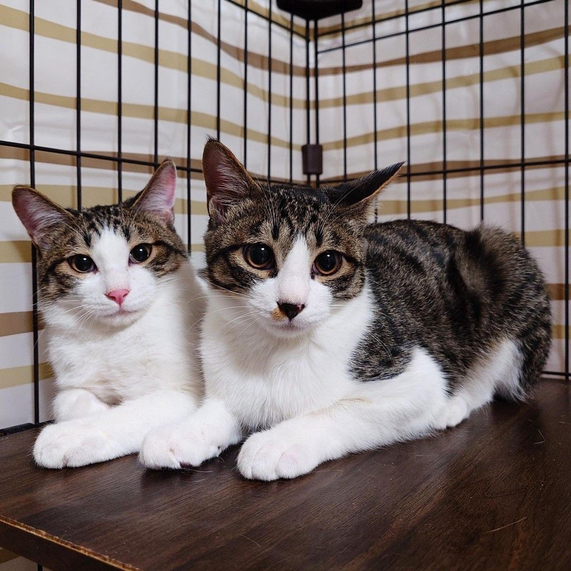 pet-image-3