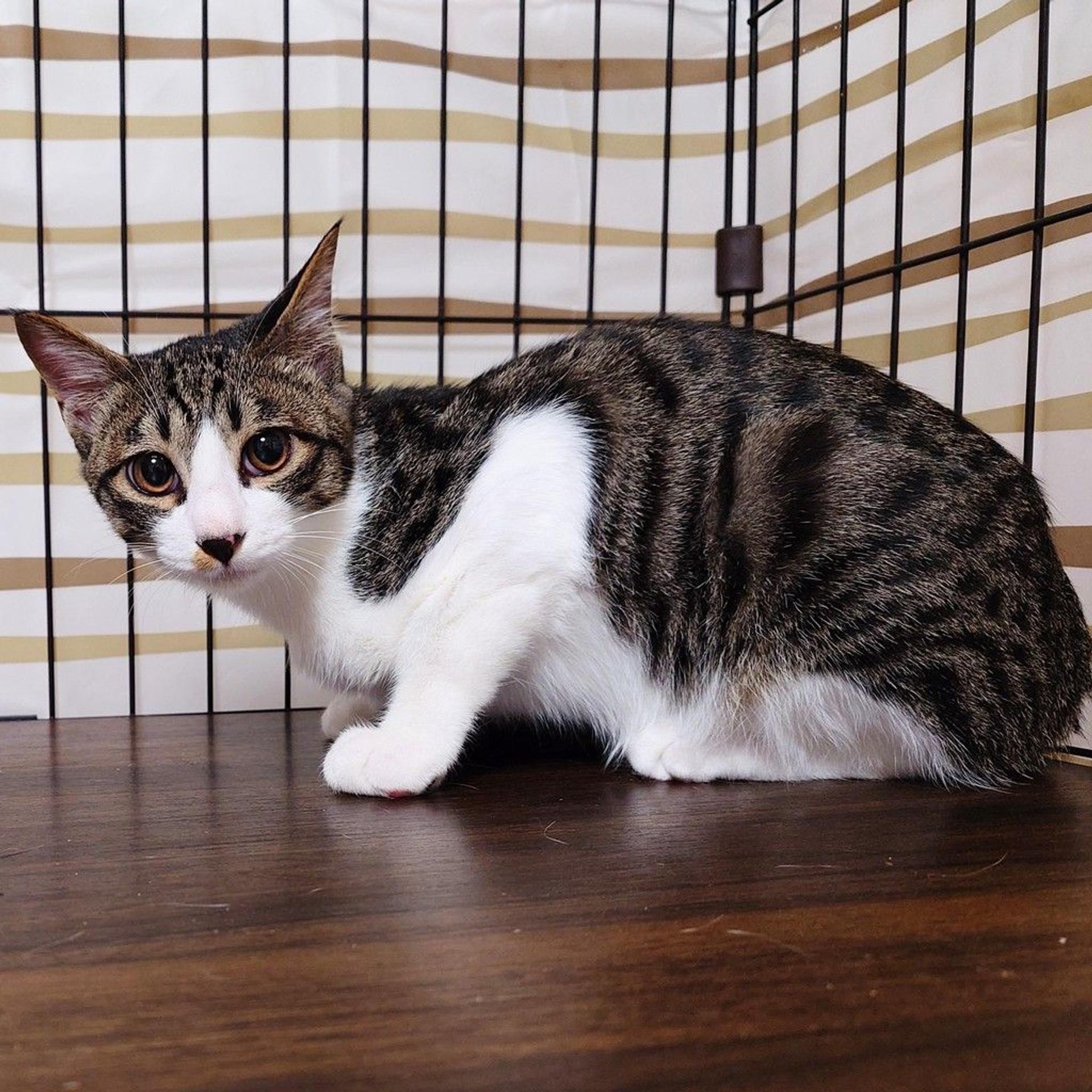 pet-image-5