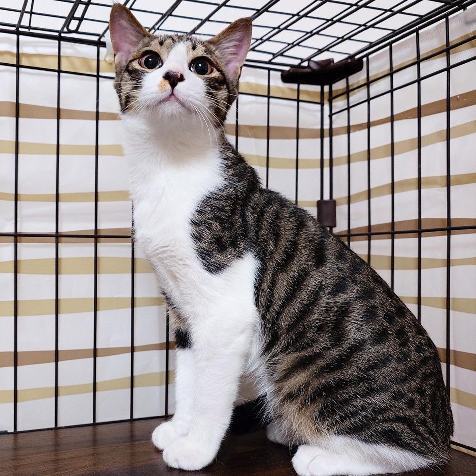 pet-image-6
