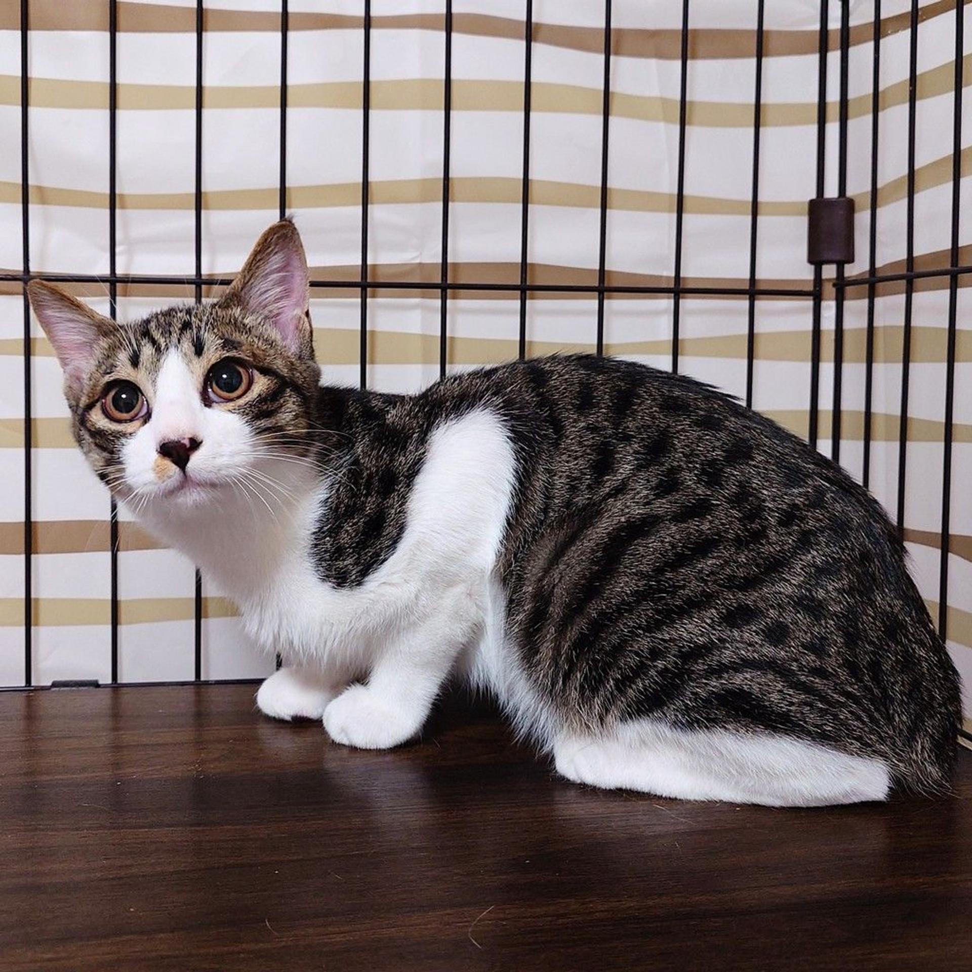 pet-image-7
