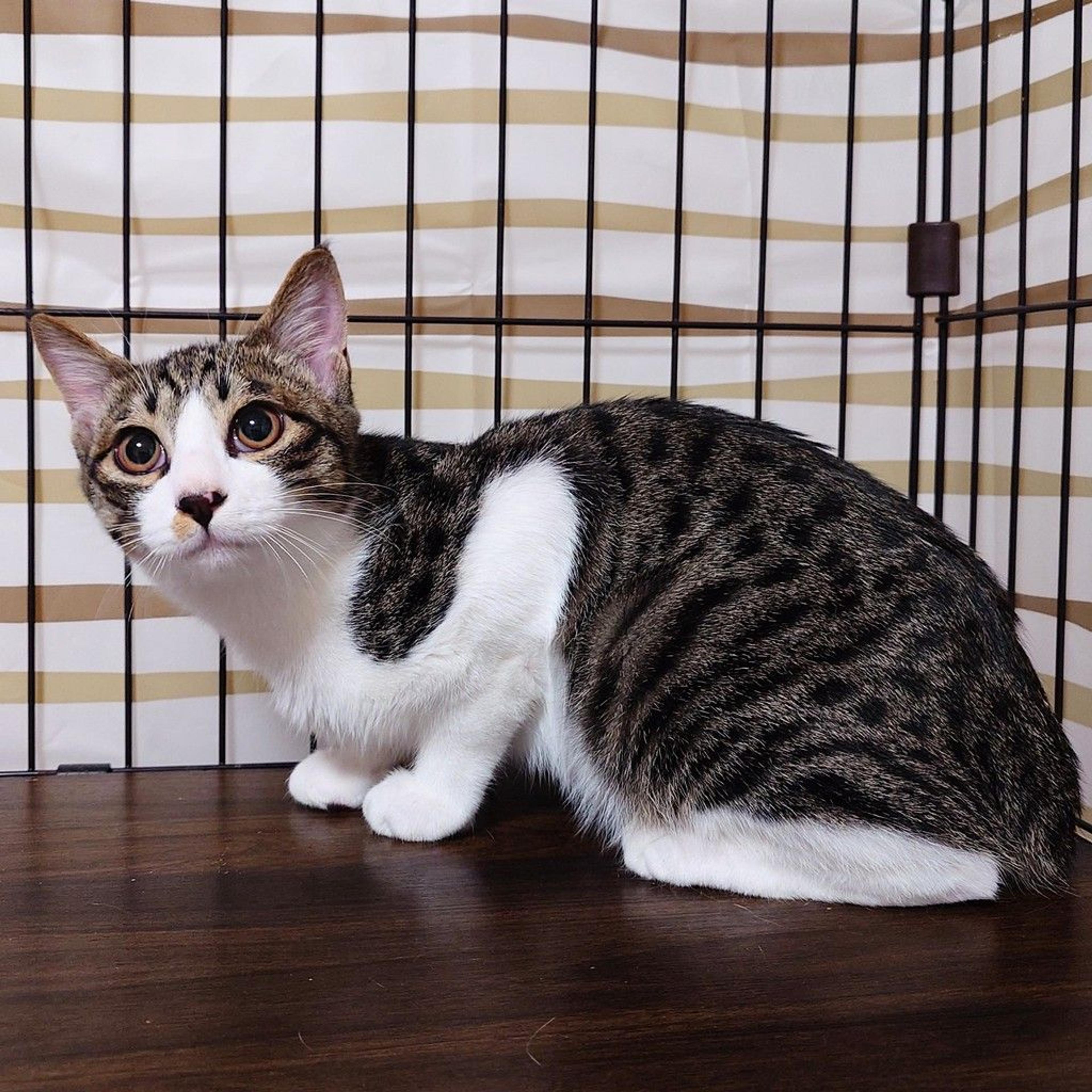 pet-image-7