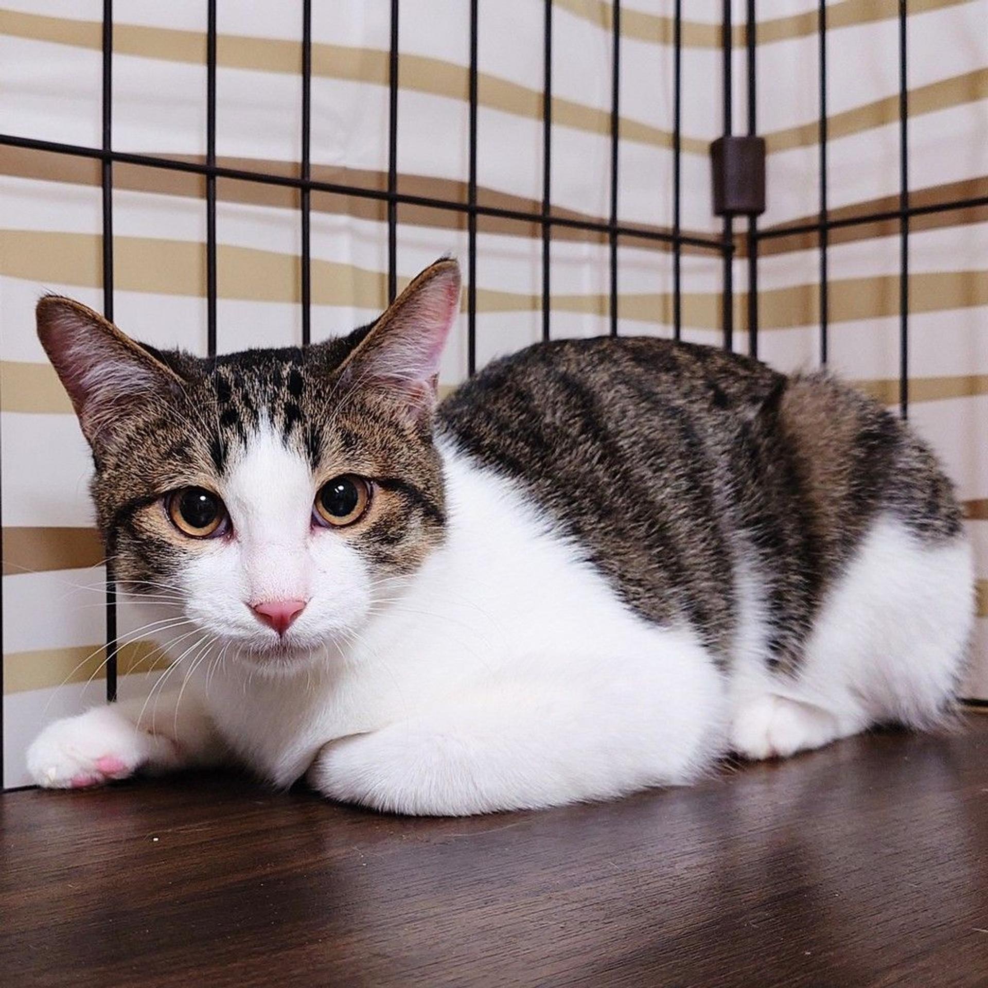 pet-image-8