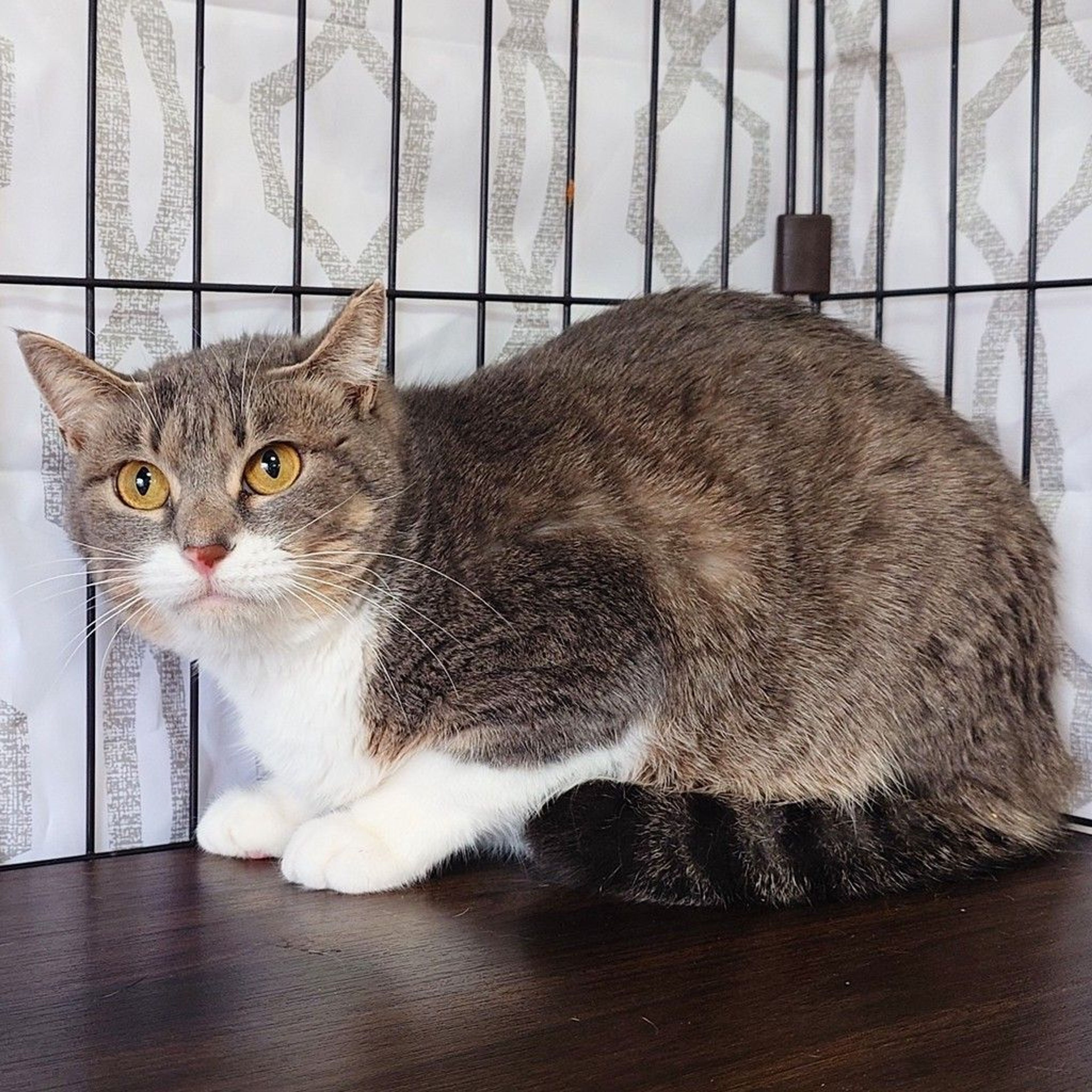 雑種（ミックス猫）・メスの里親募集の写真