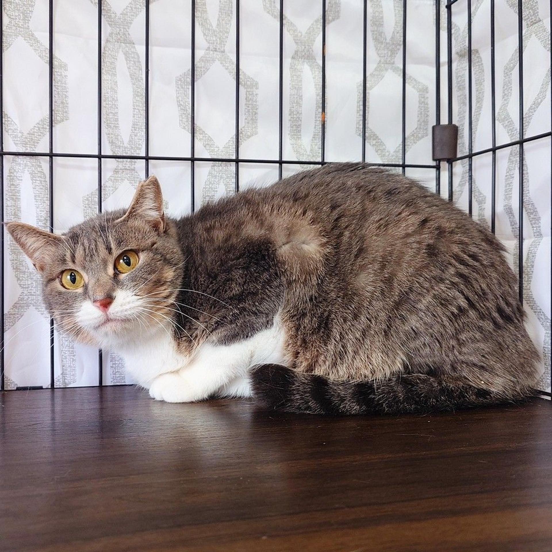 pet-image-2