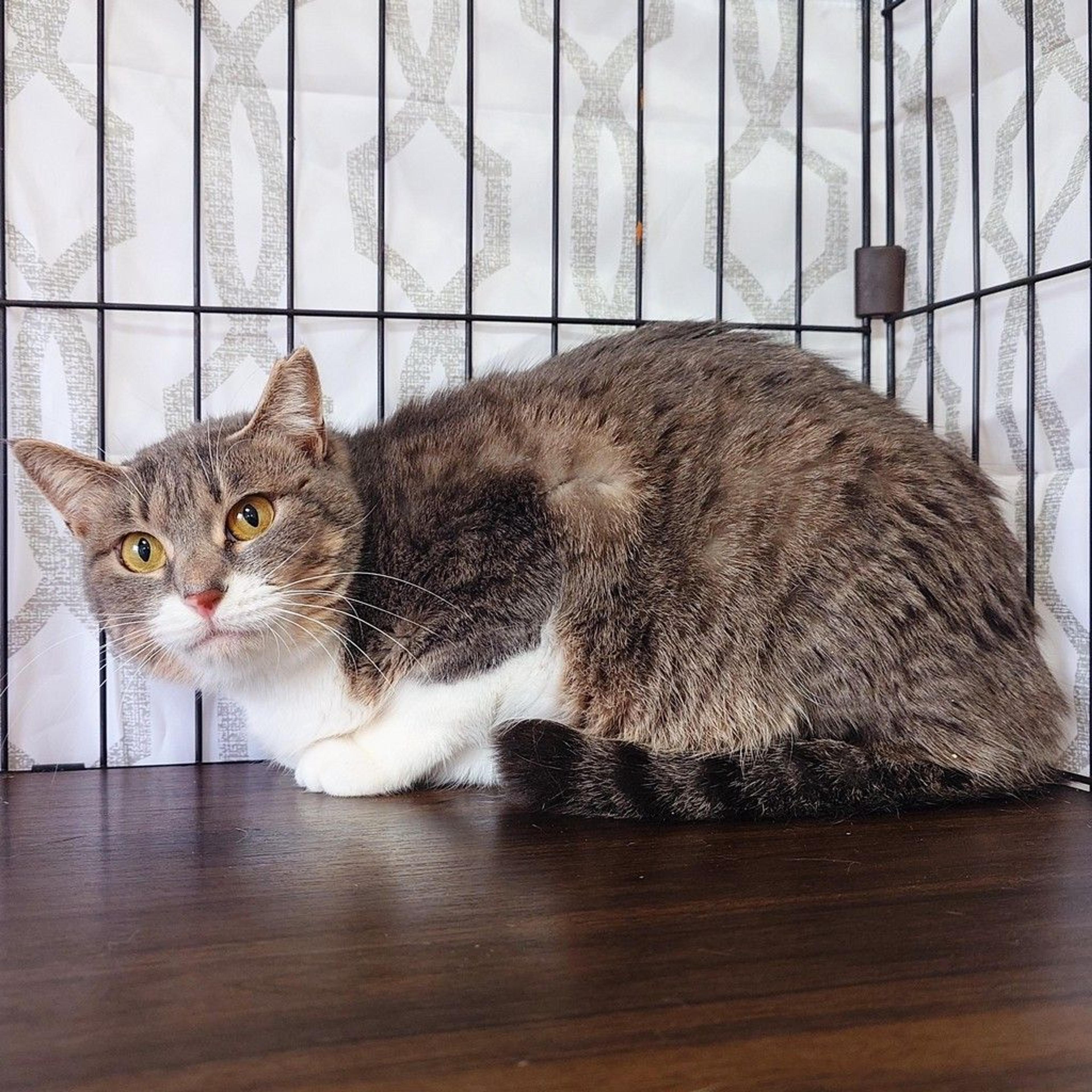 pet-image-2