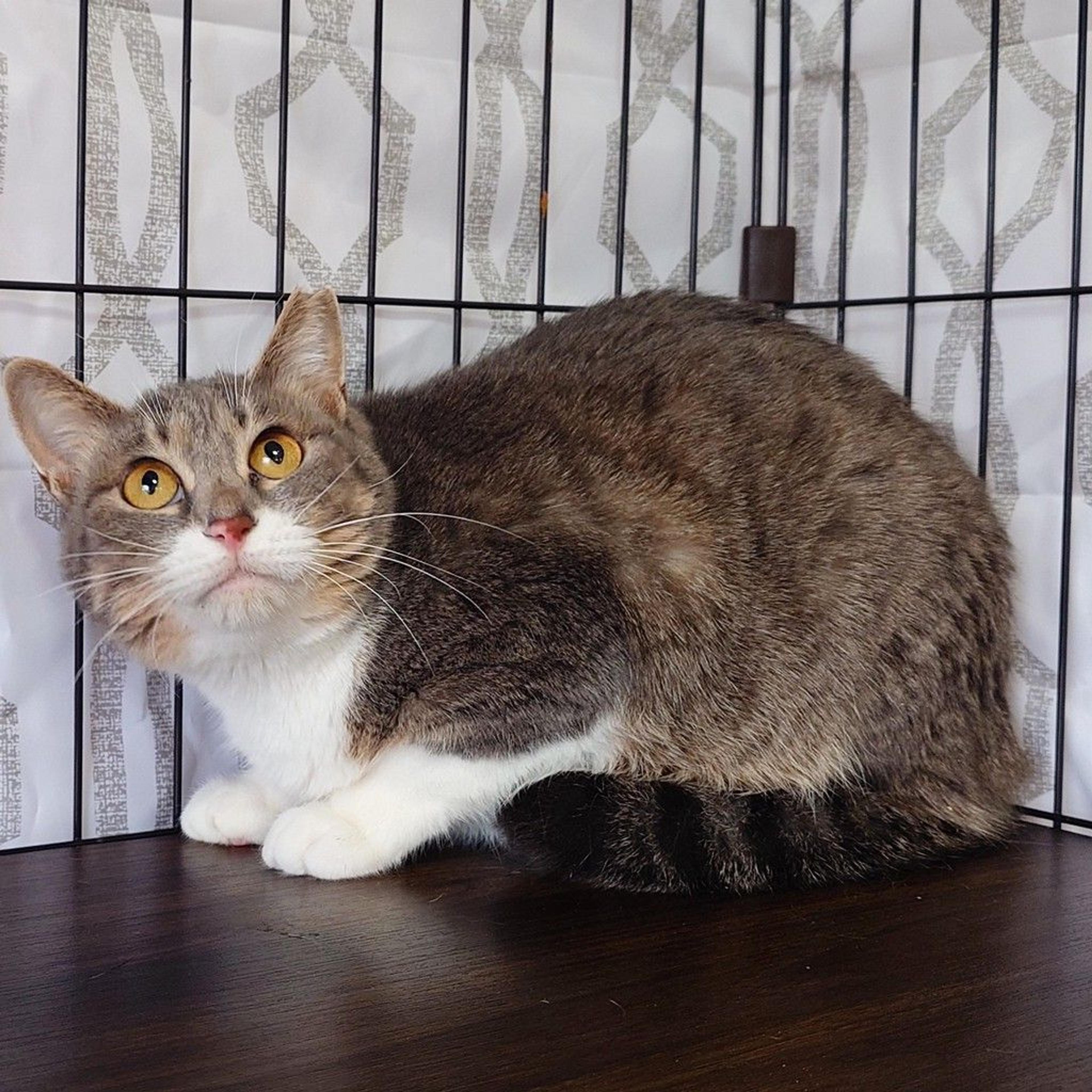 pet-image-3
