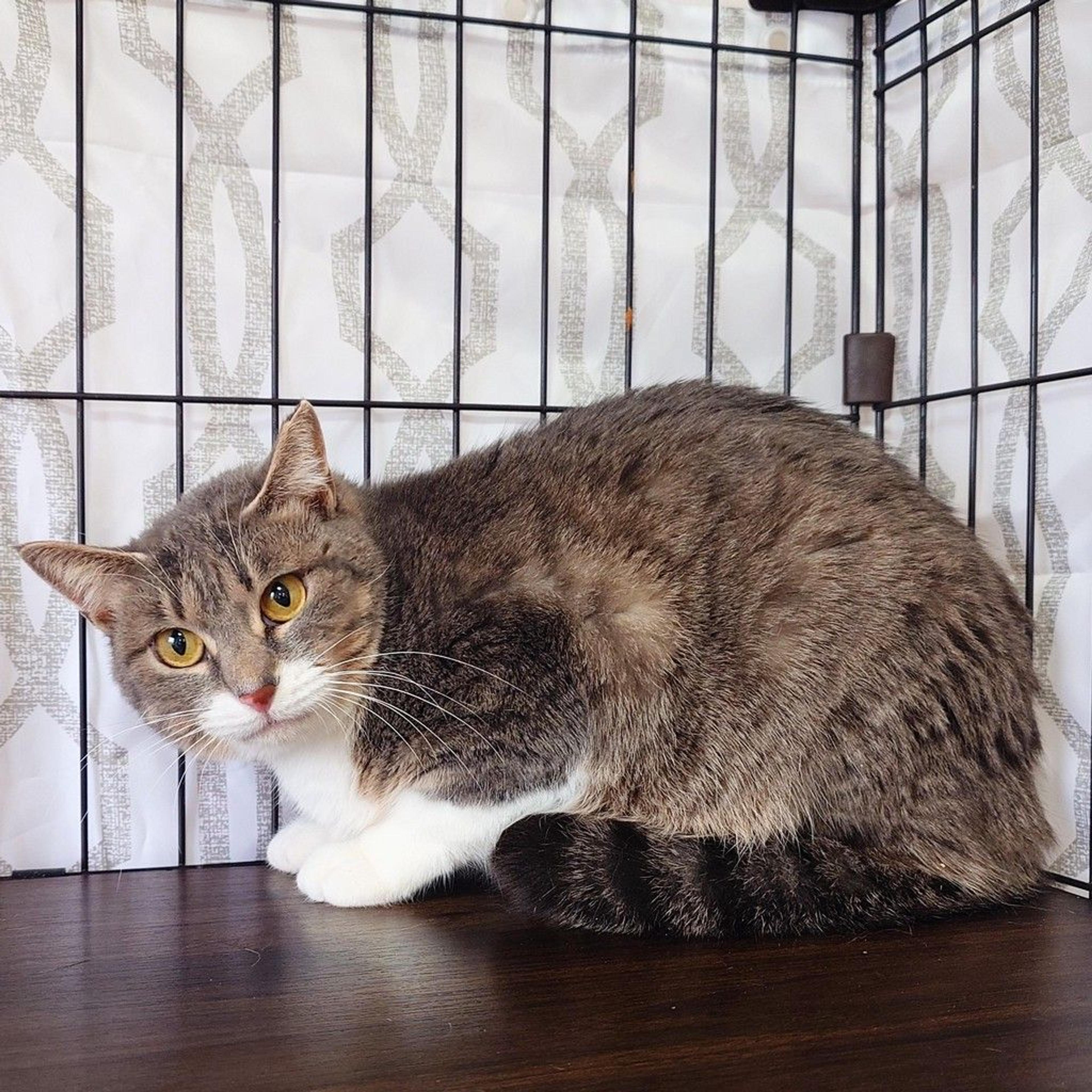 pet-image-4