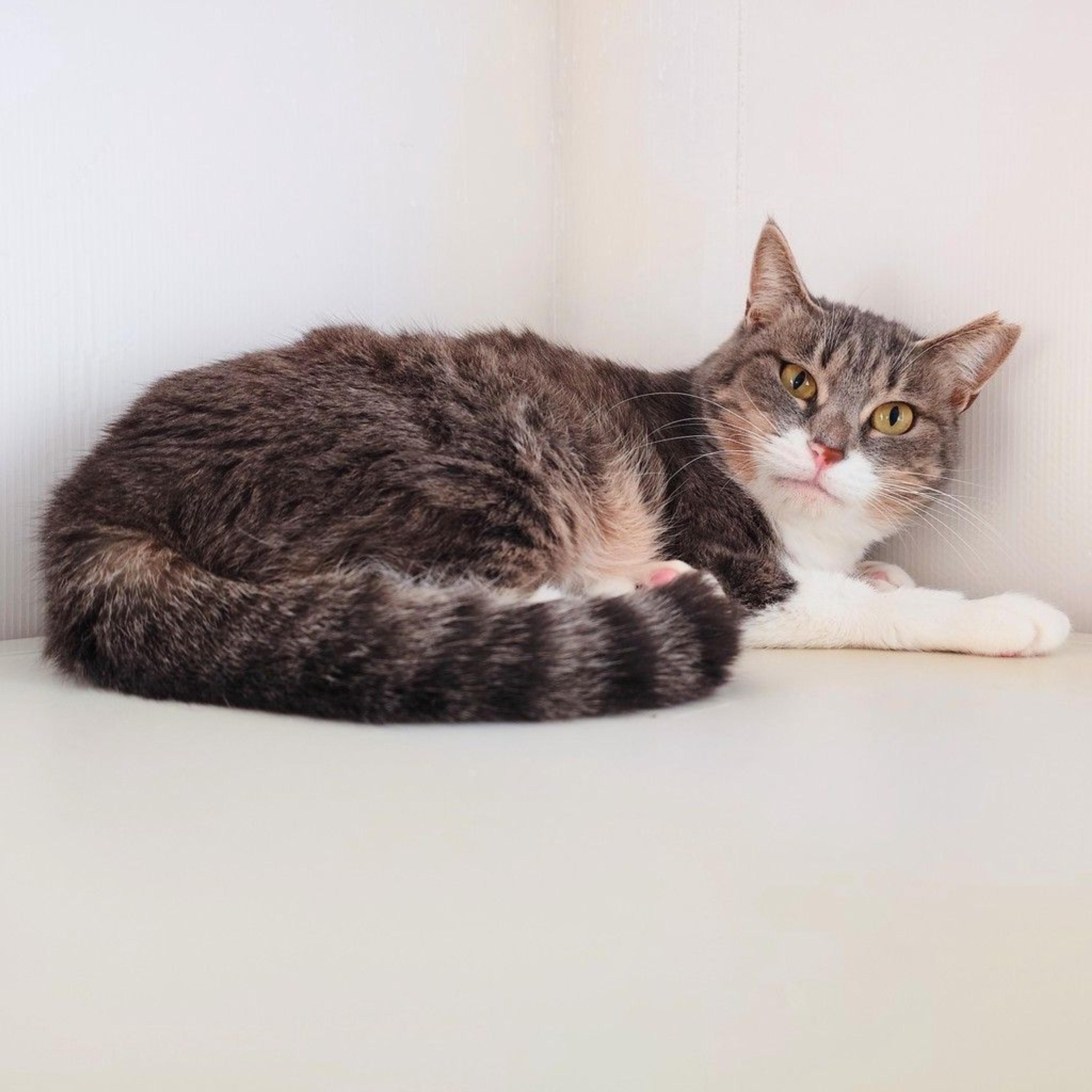 pet-image-5
