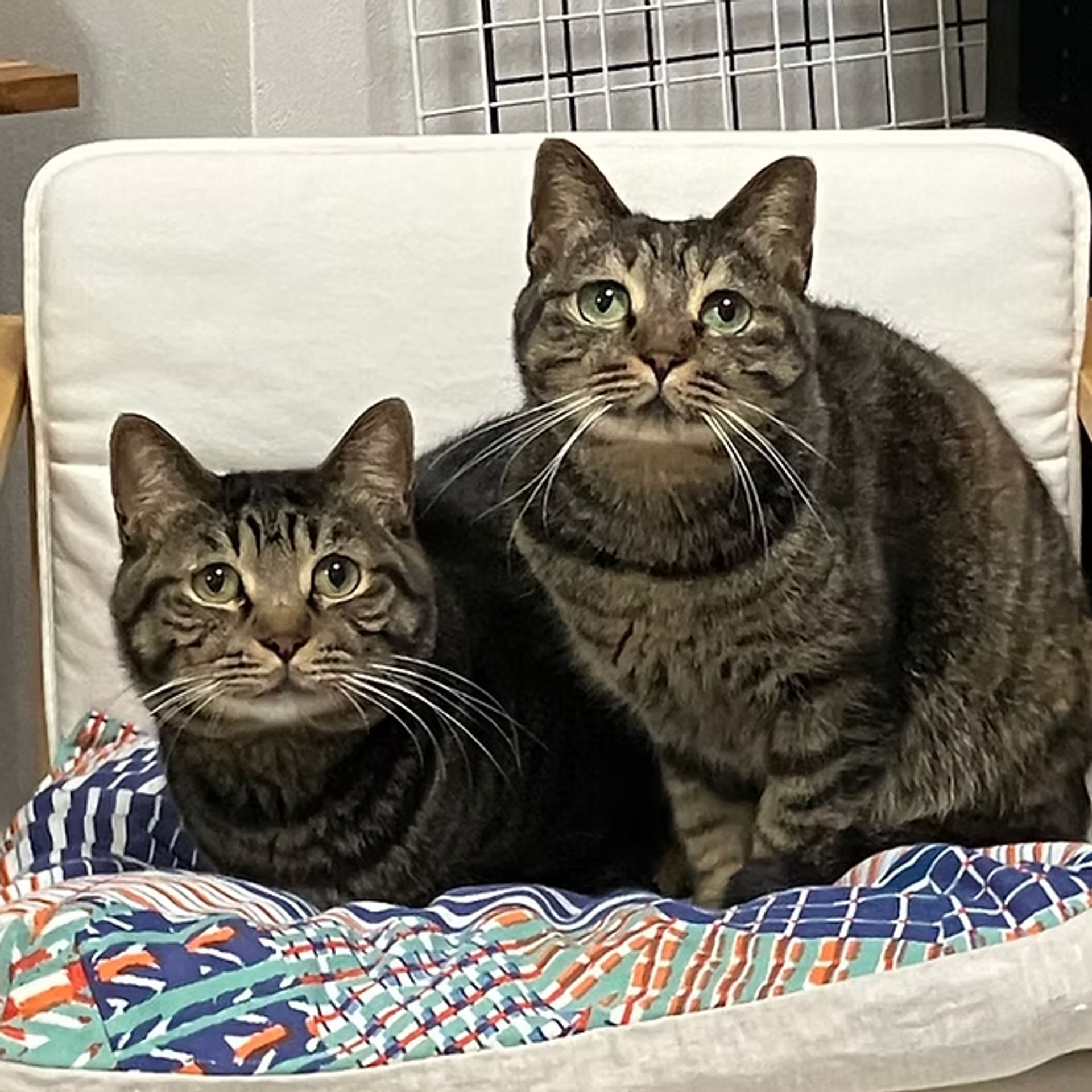 雑種（ミックス猫）・メスの里親募集の写真