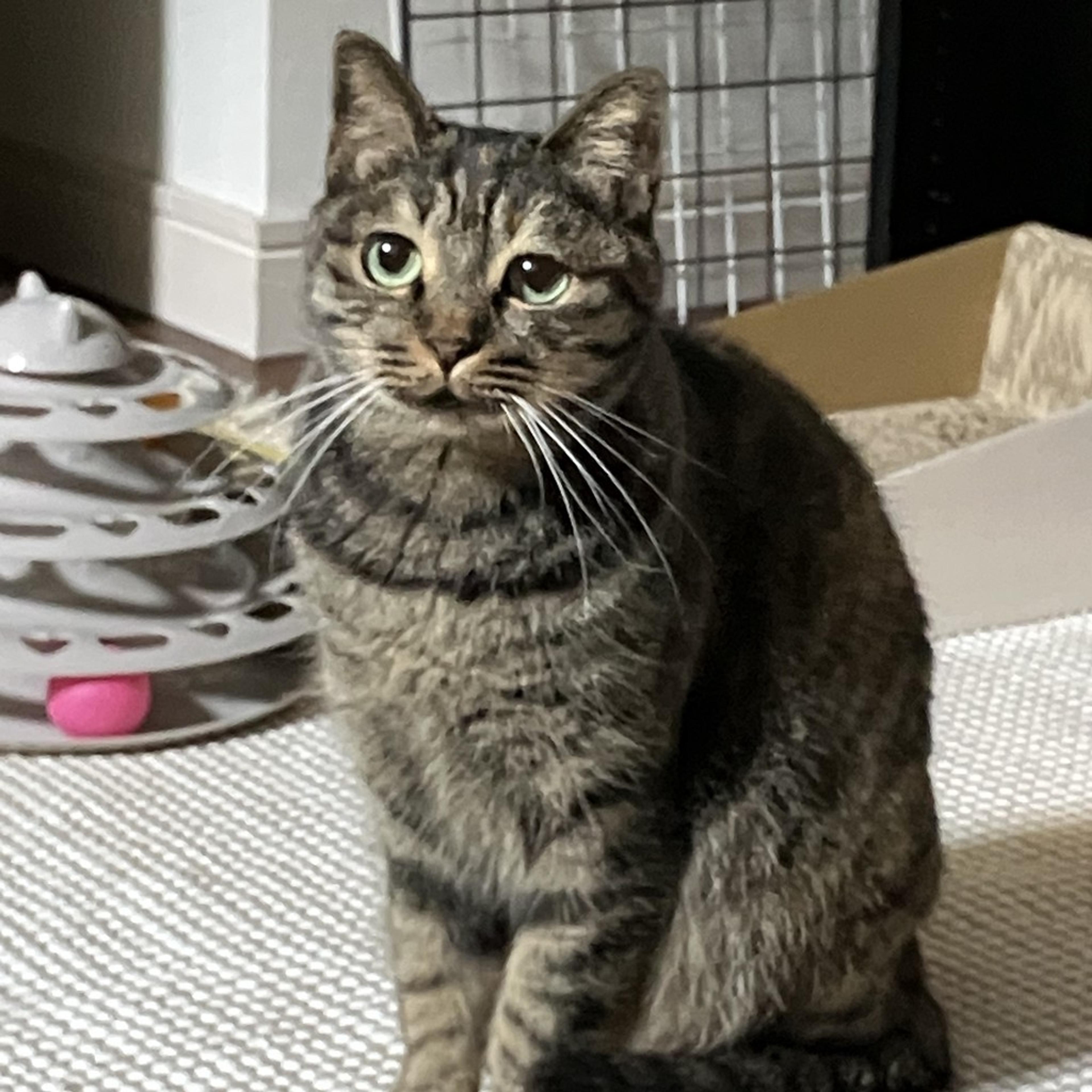 pet-image-5
