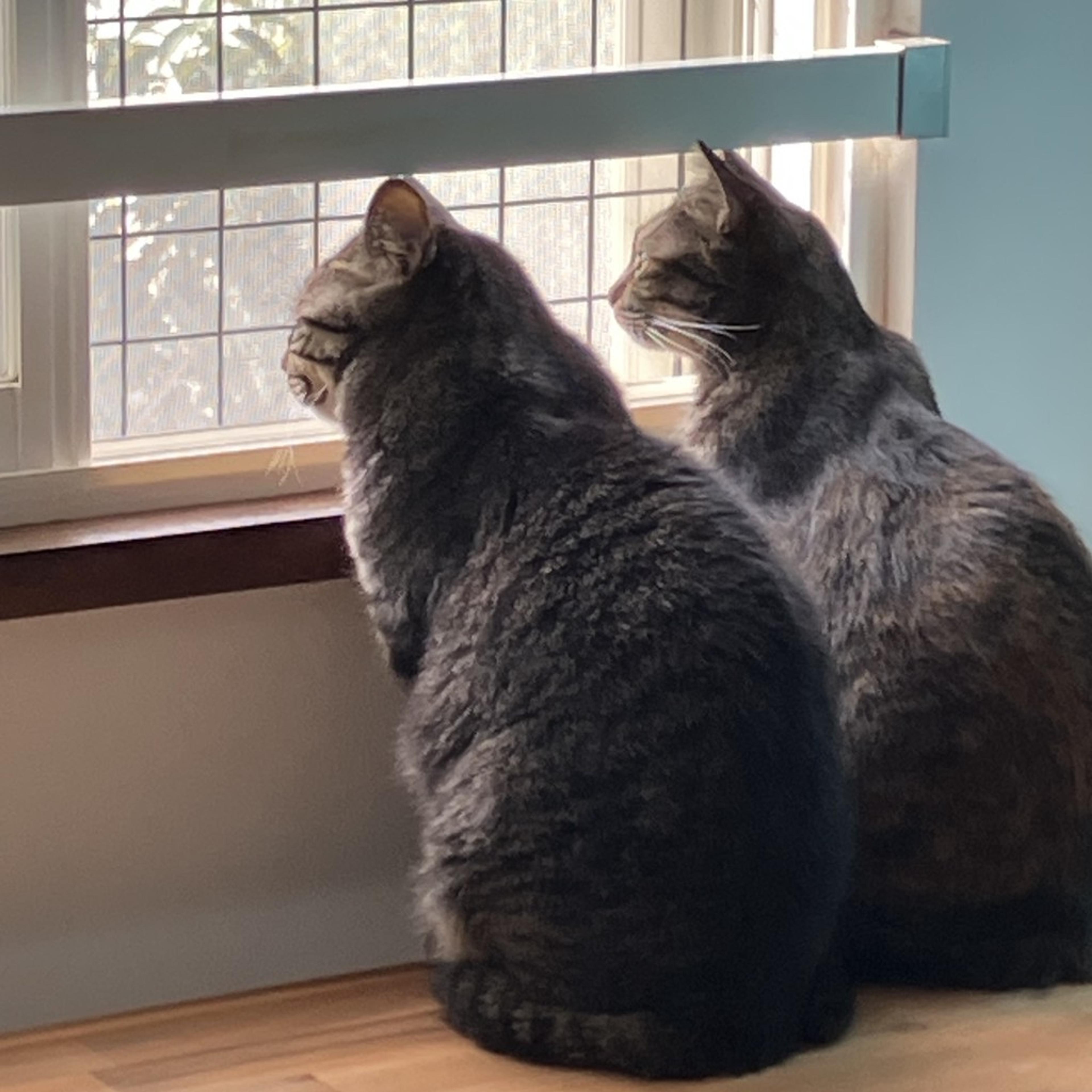 pet-image-7