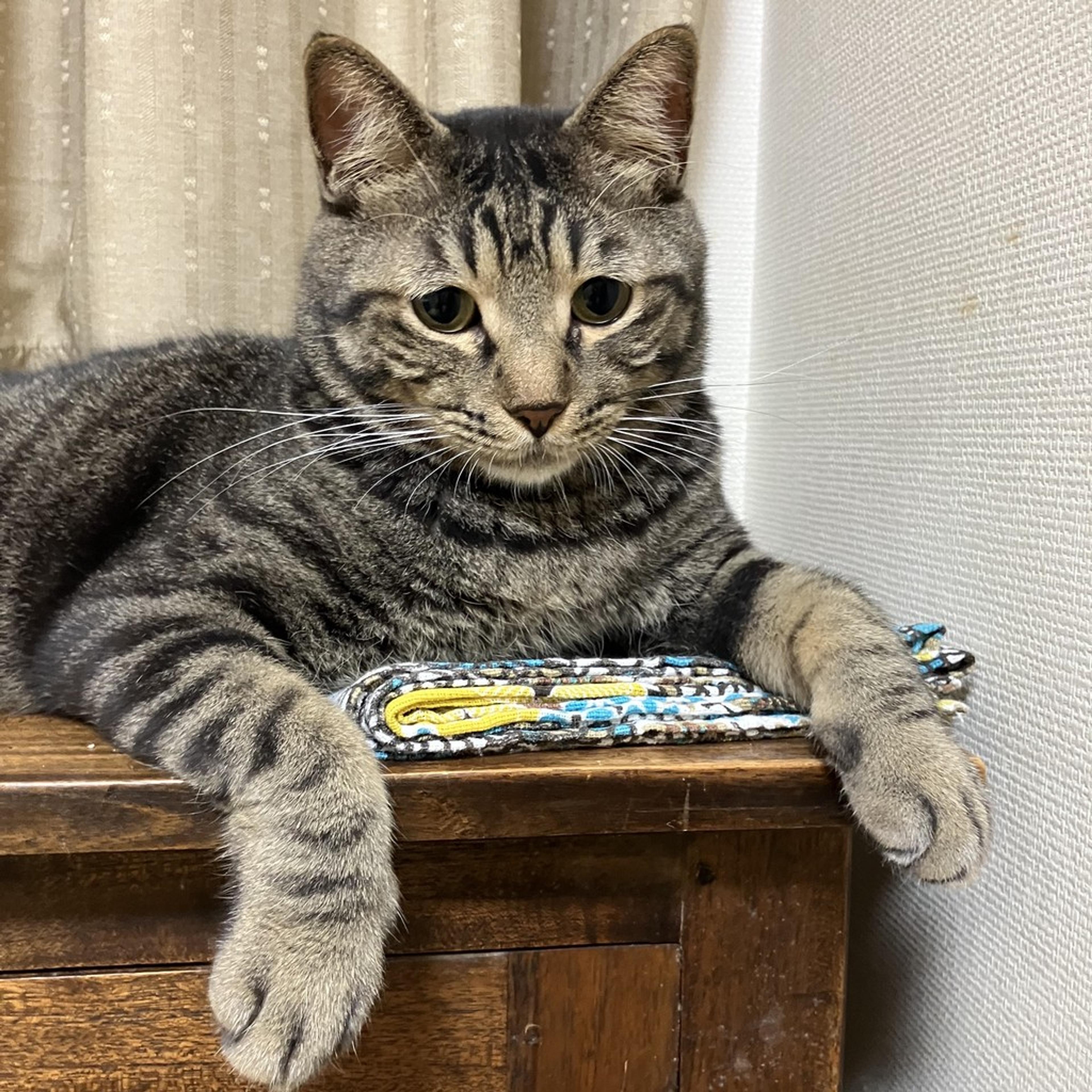 pet-image-8