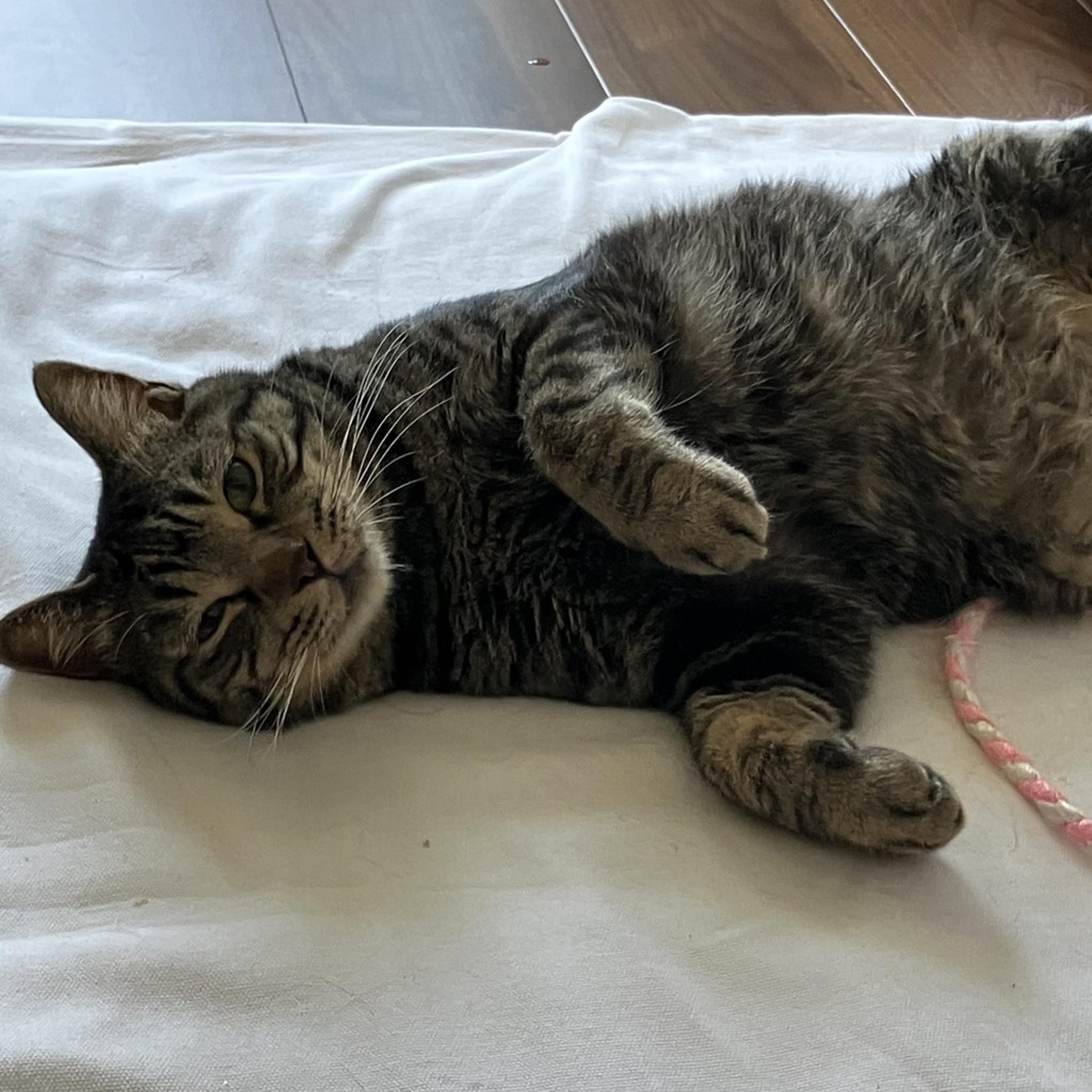 pet-image-9