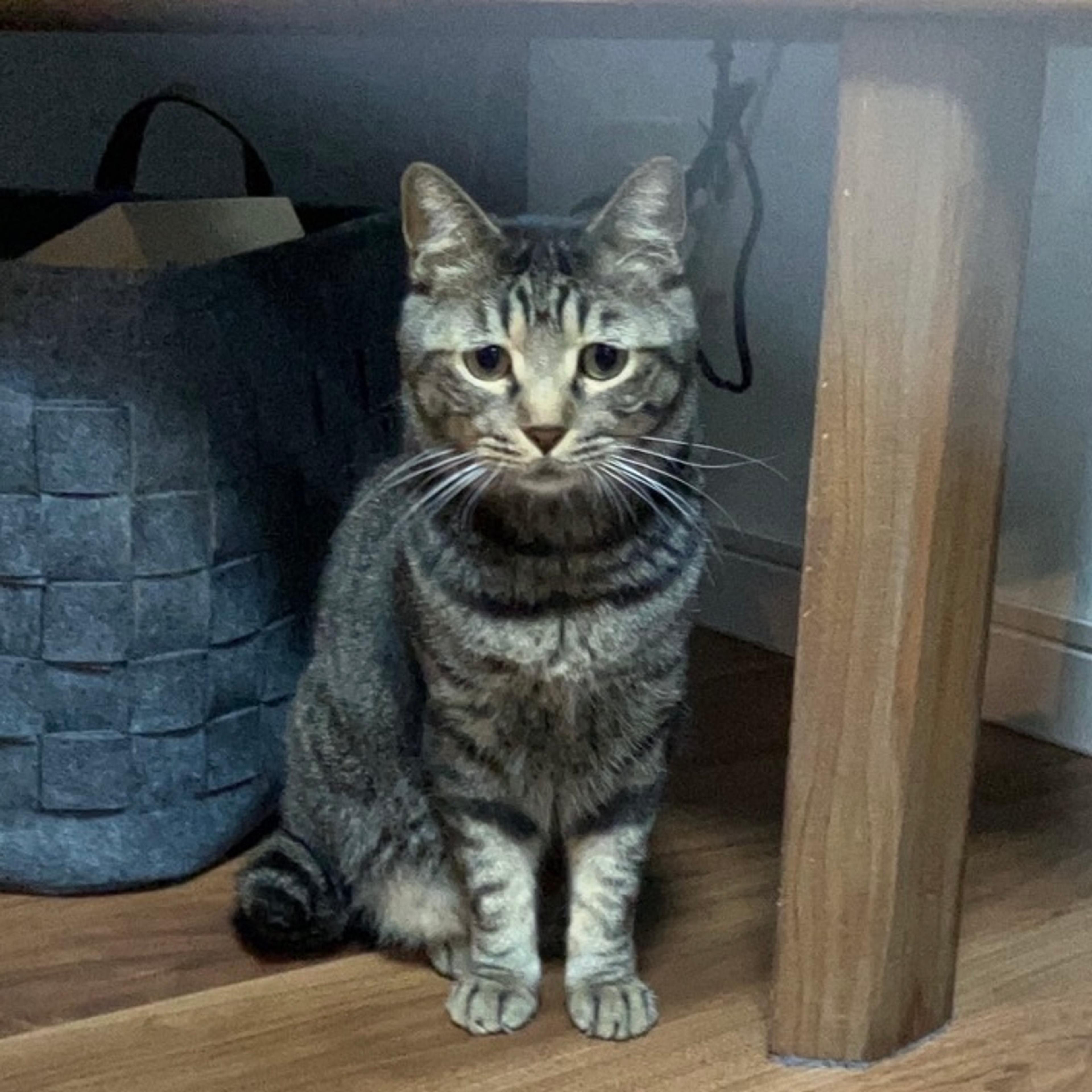pet-image-10