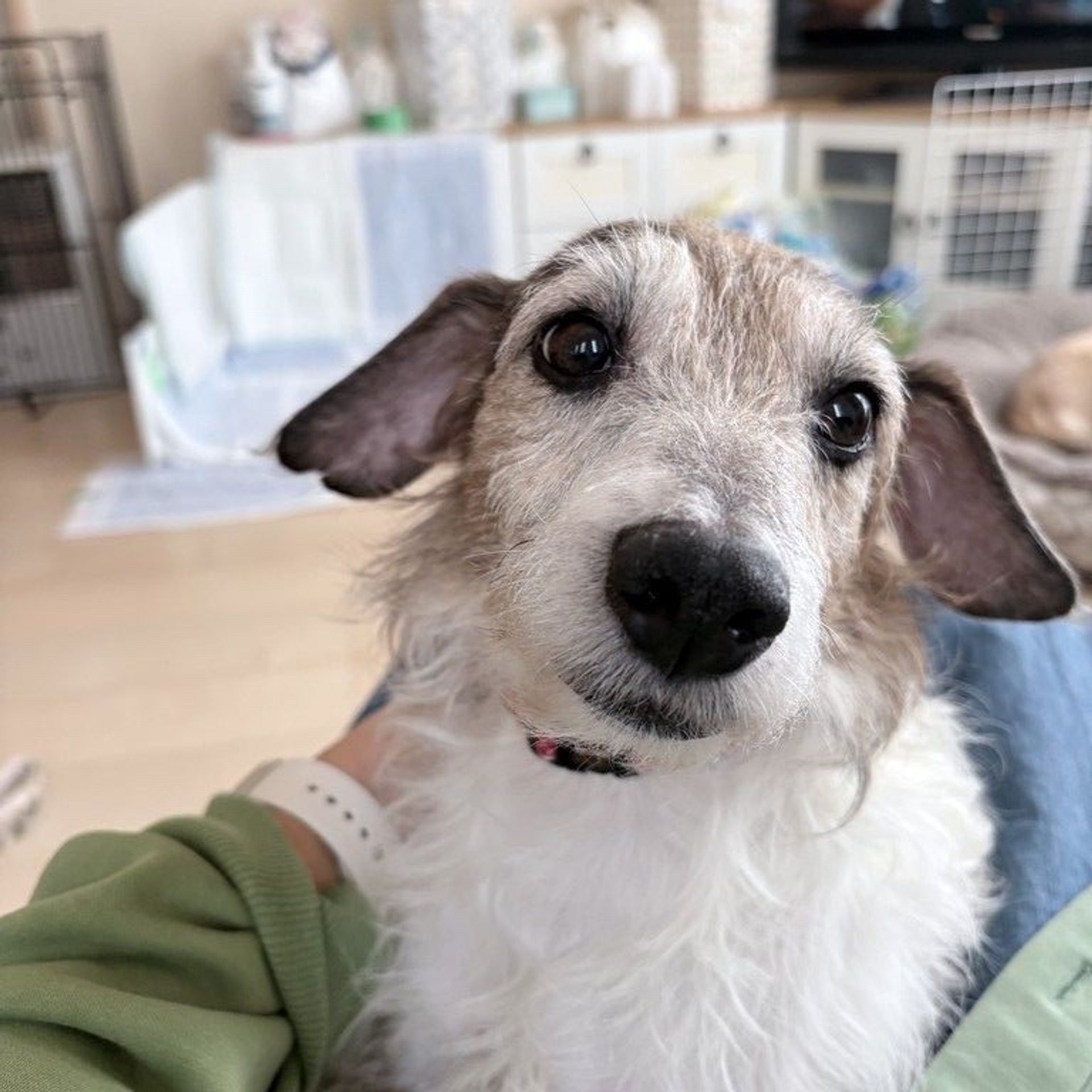 雑種（ミックス犬）・オスの里親募集の写真