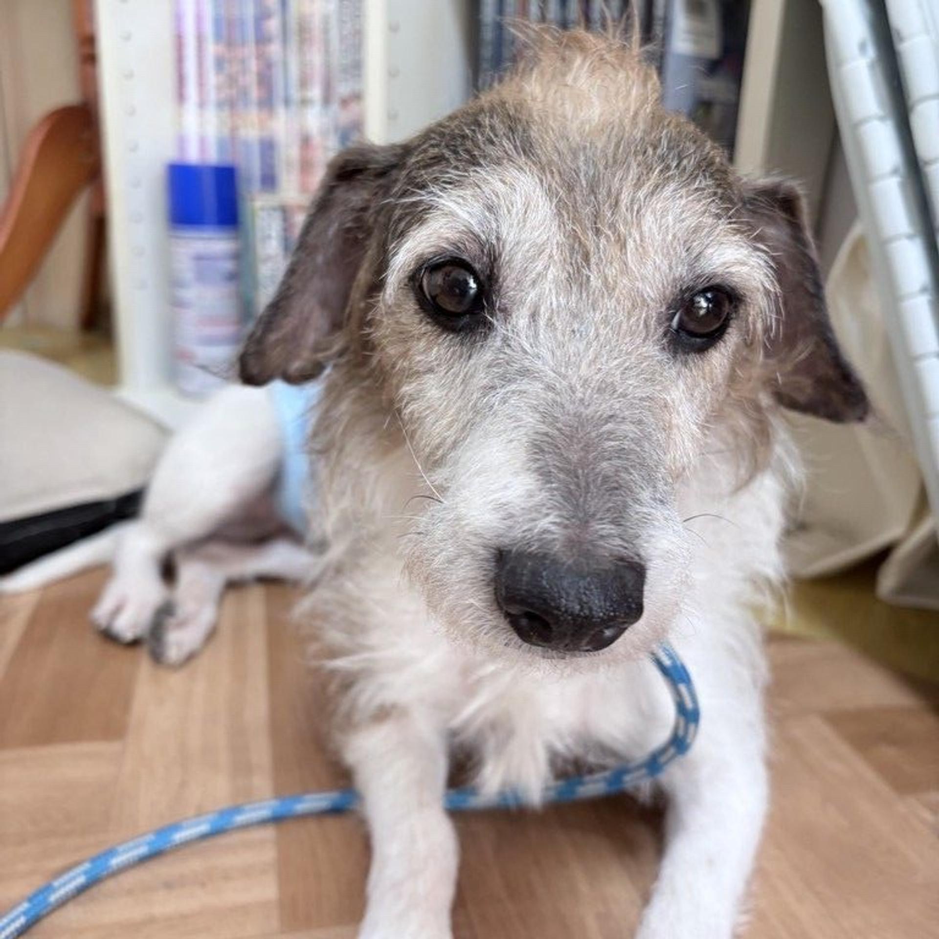 pet-image-2