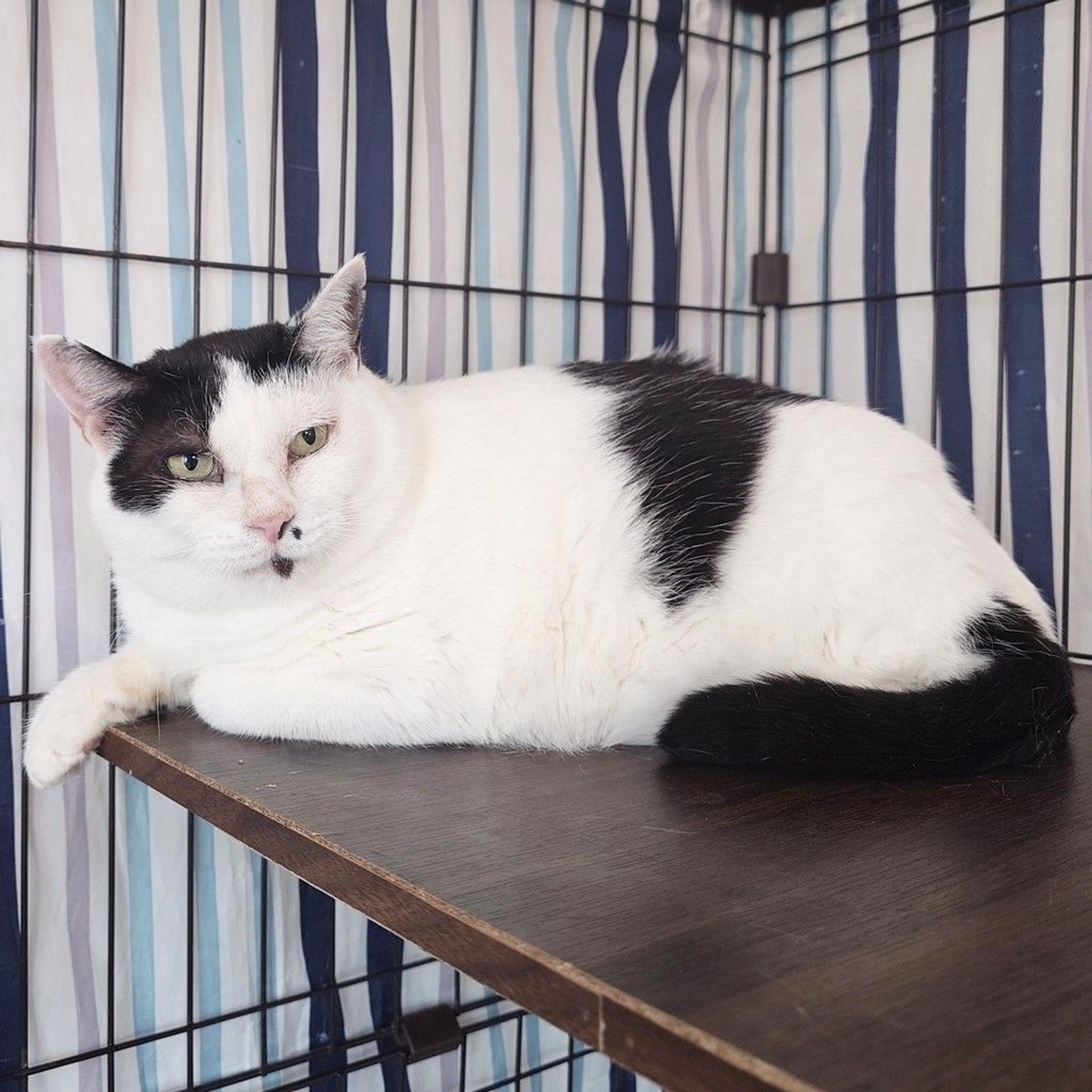 pet-image-2