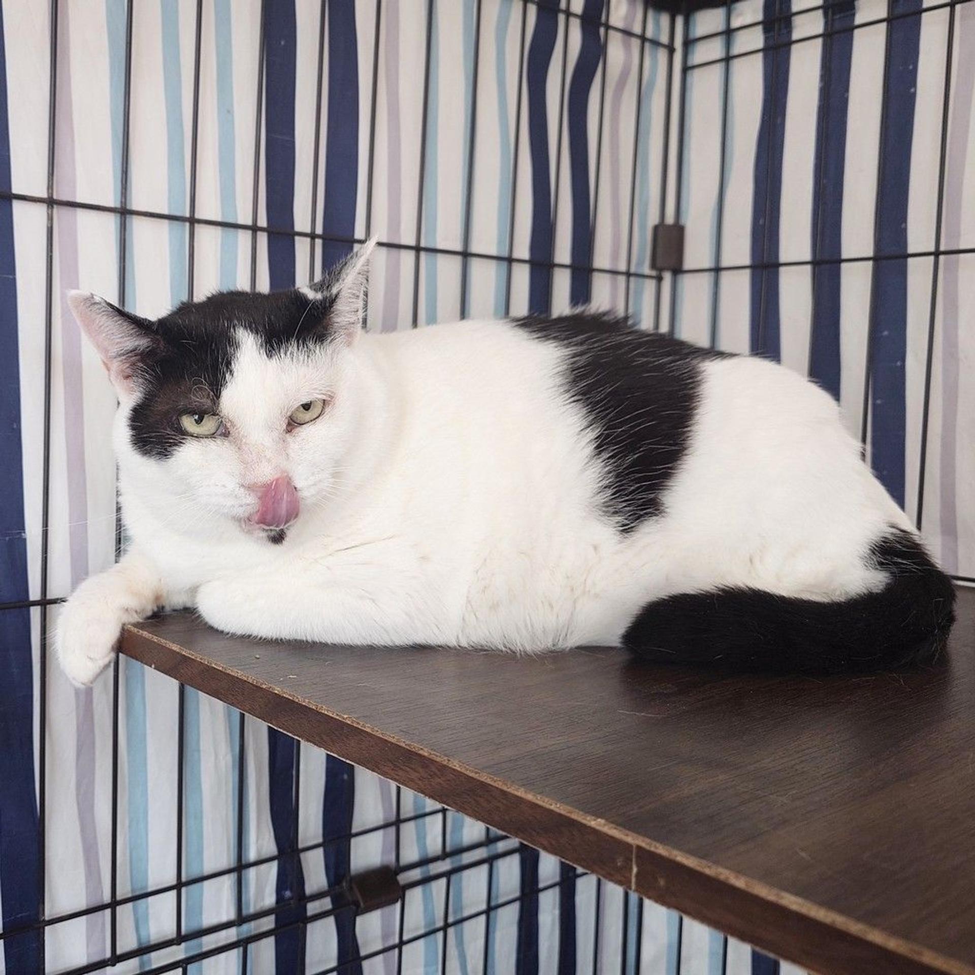 pet-image-3
