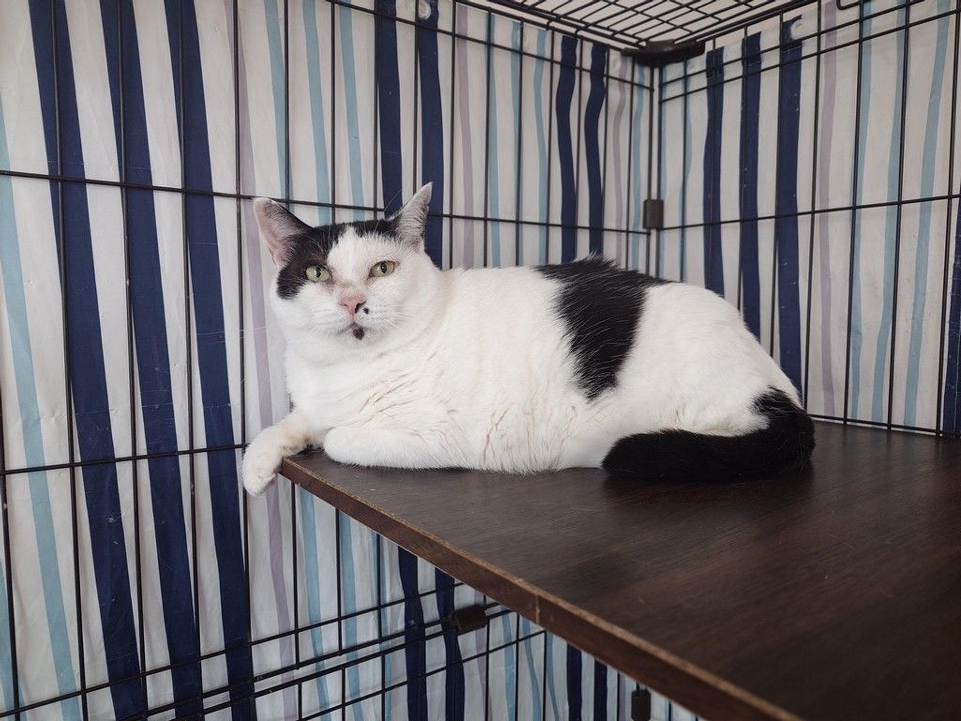 pet-image-4