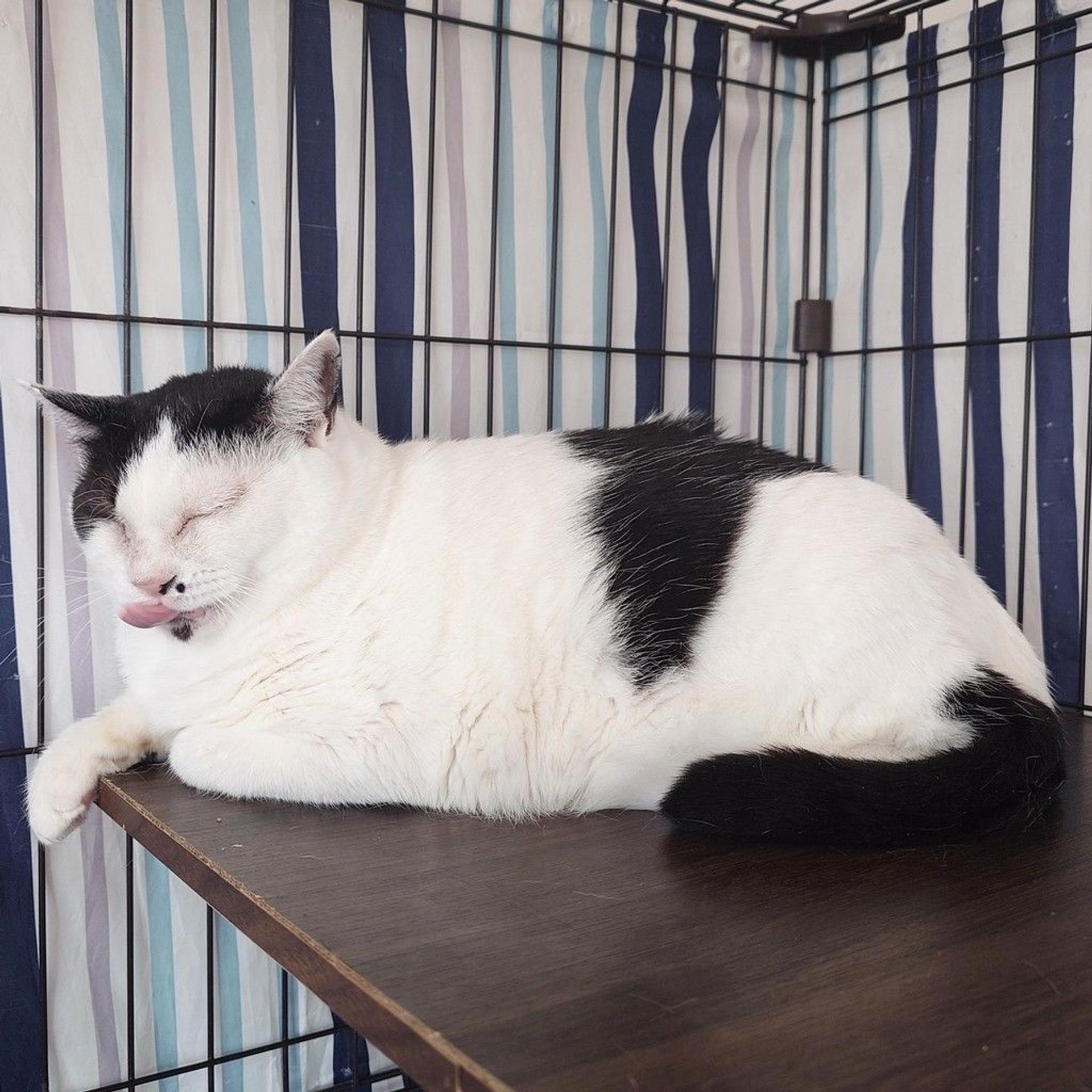 pet-image-5