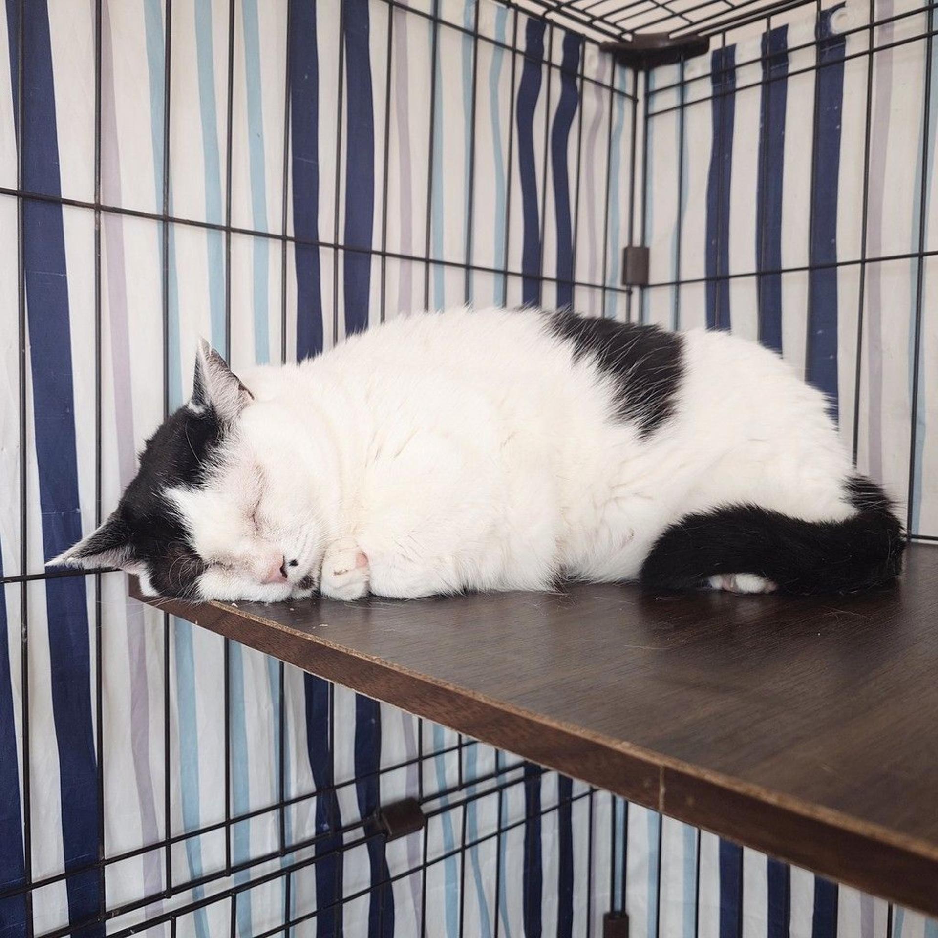 pet-image-6
