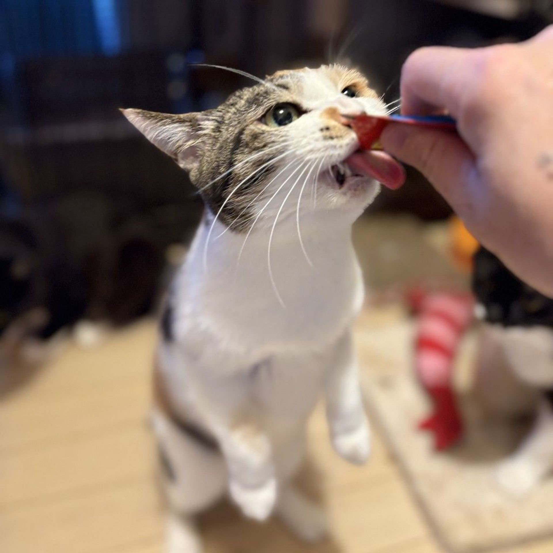 雑種（ミックス猫）・メスの里親募集の写真