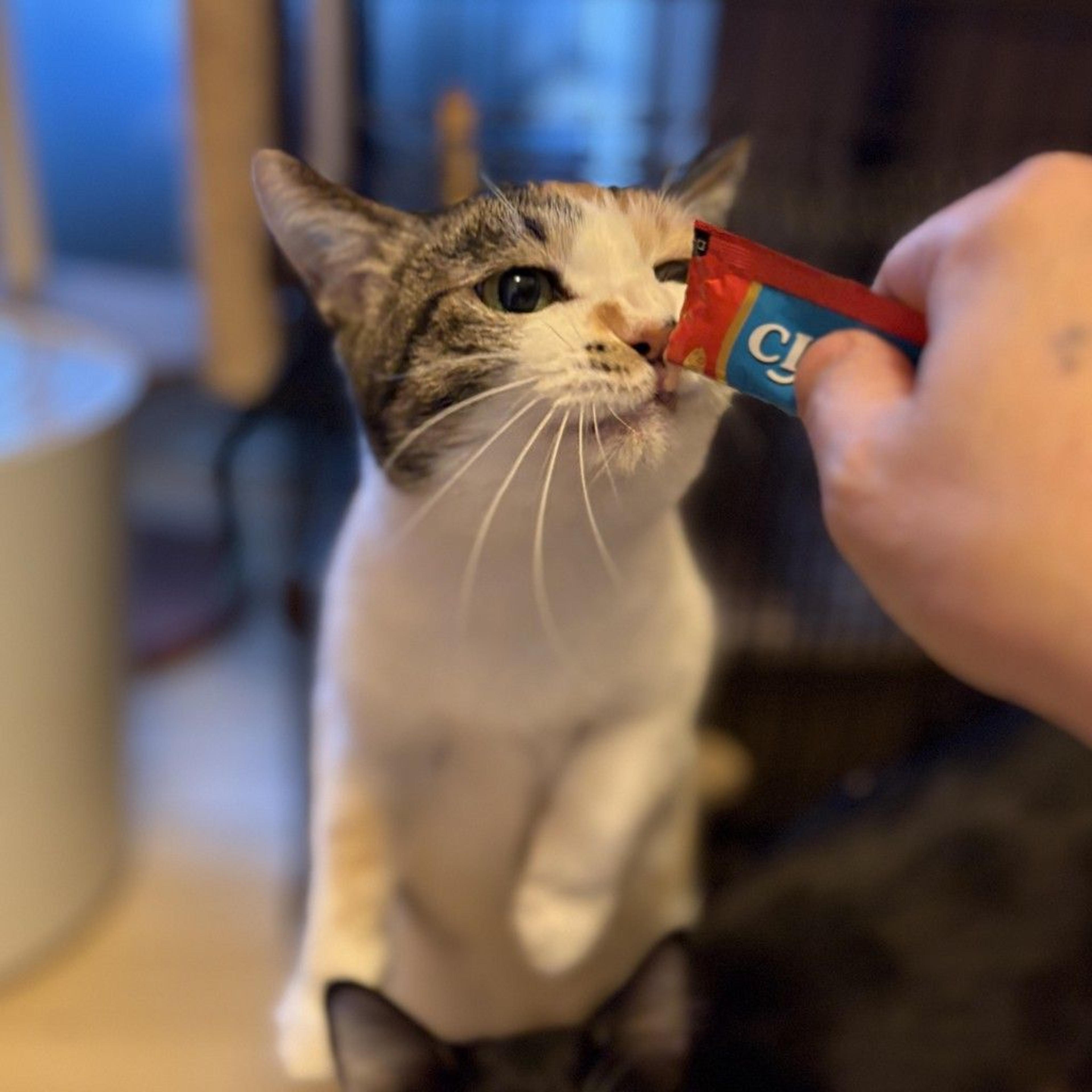 pet-image-2