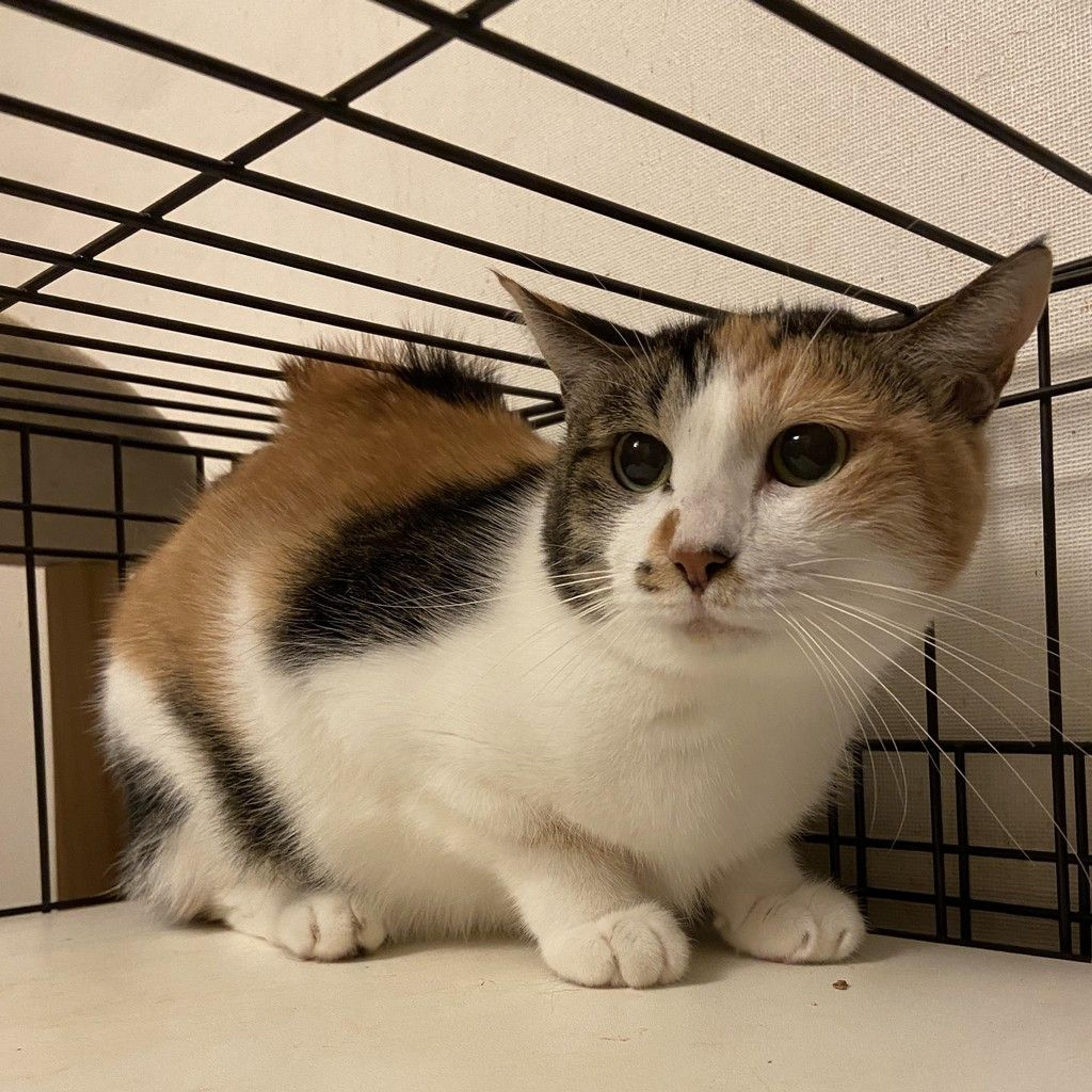 pet-image-3