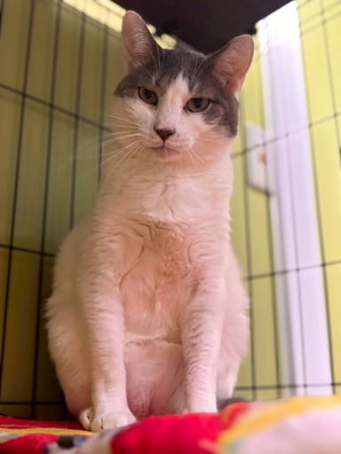 雑種（ミックス猫）・オスの里親募集の写真