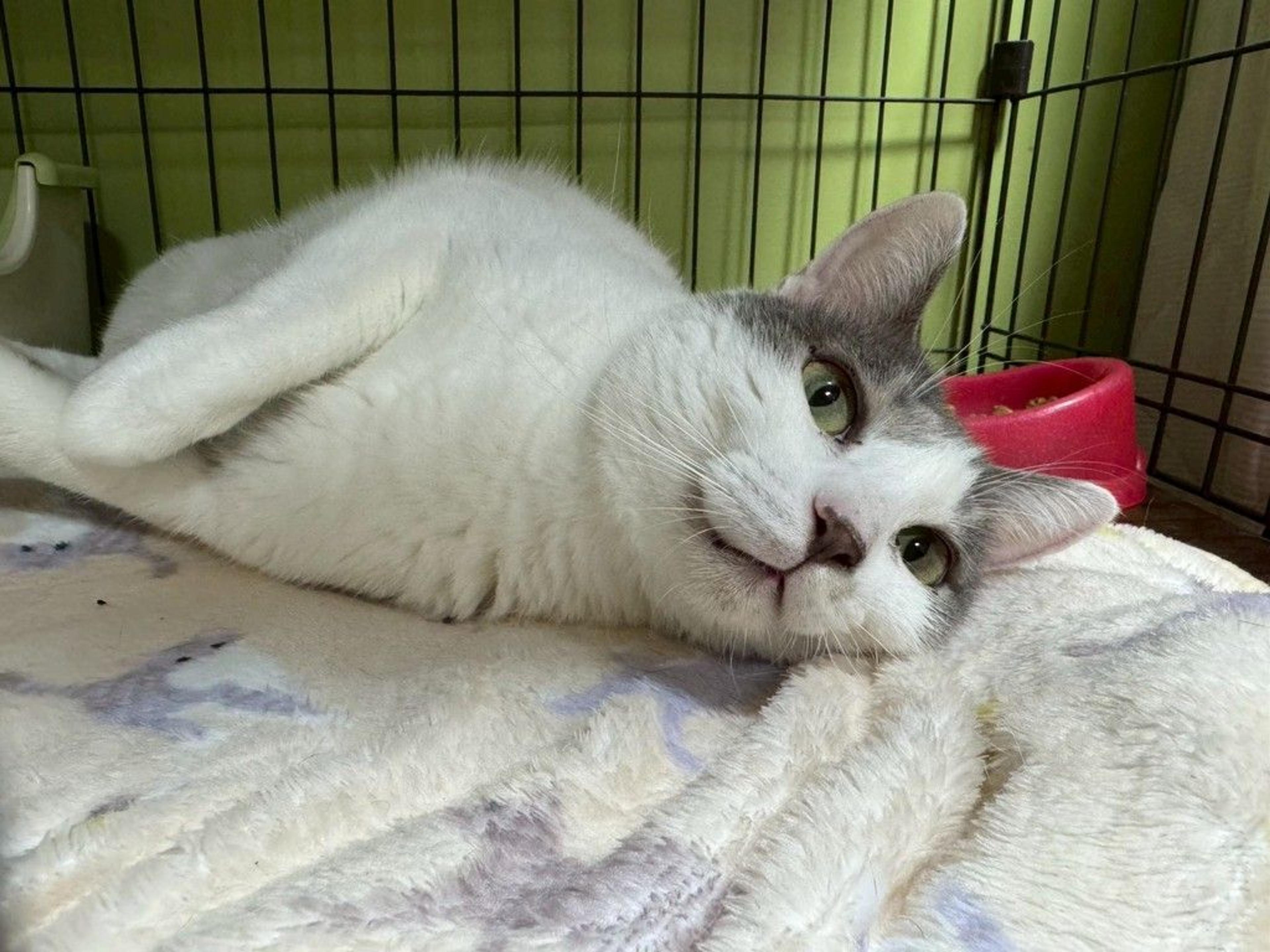 pet-image-2