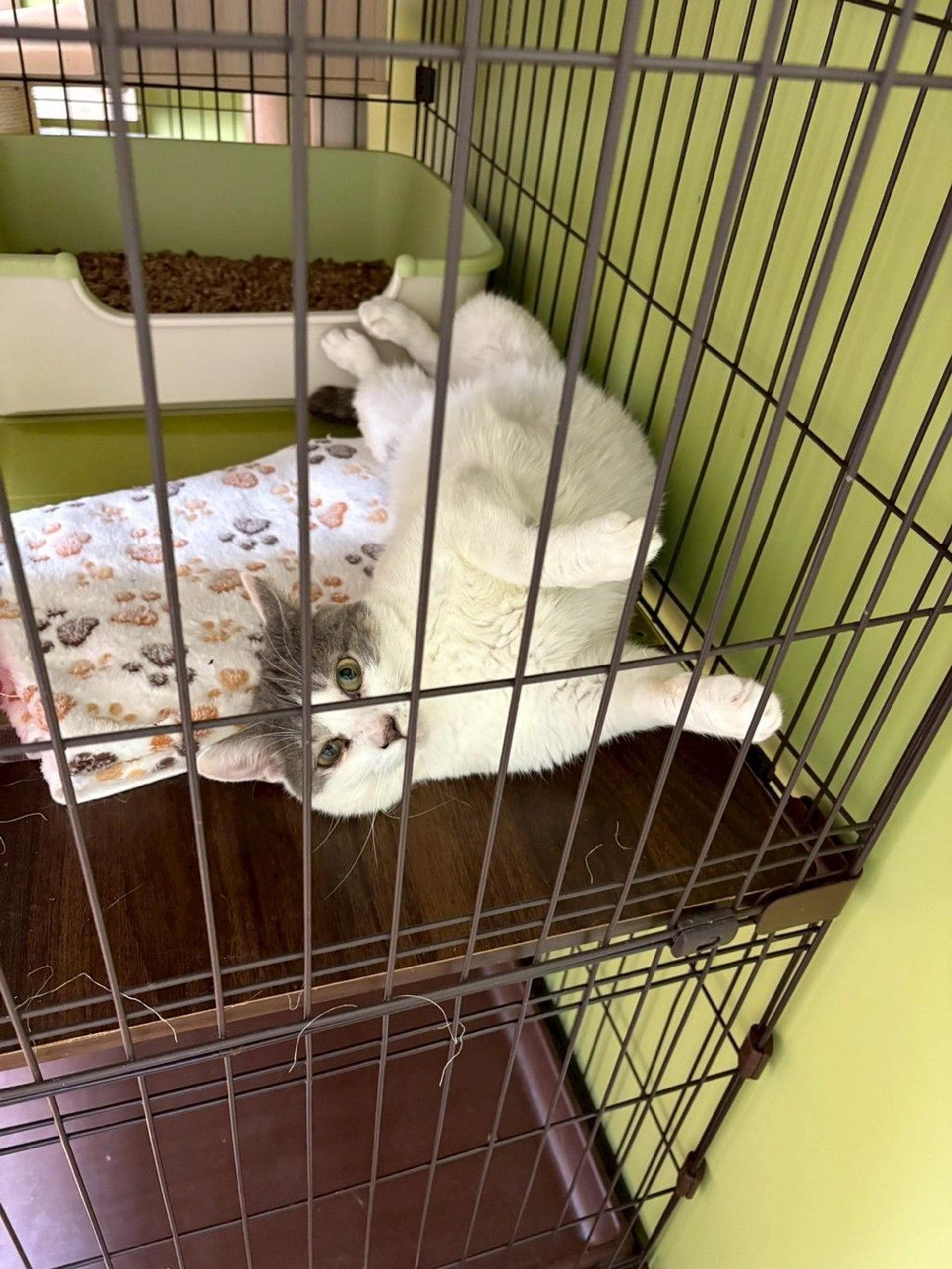 pet-image-4
