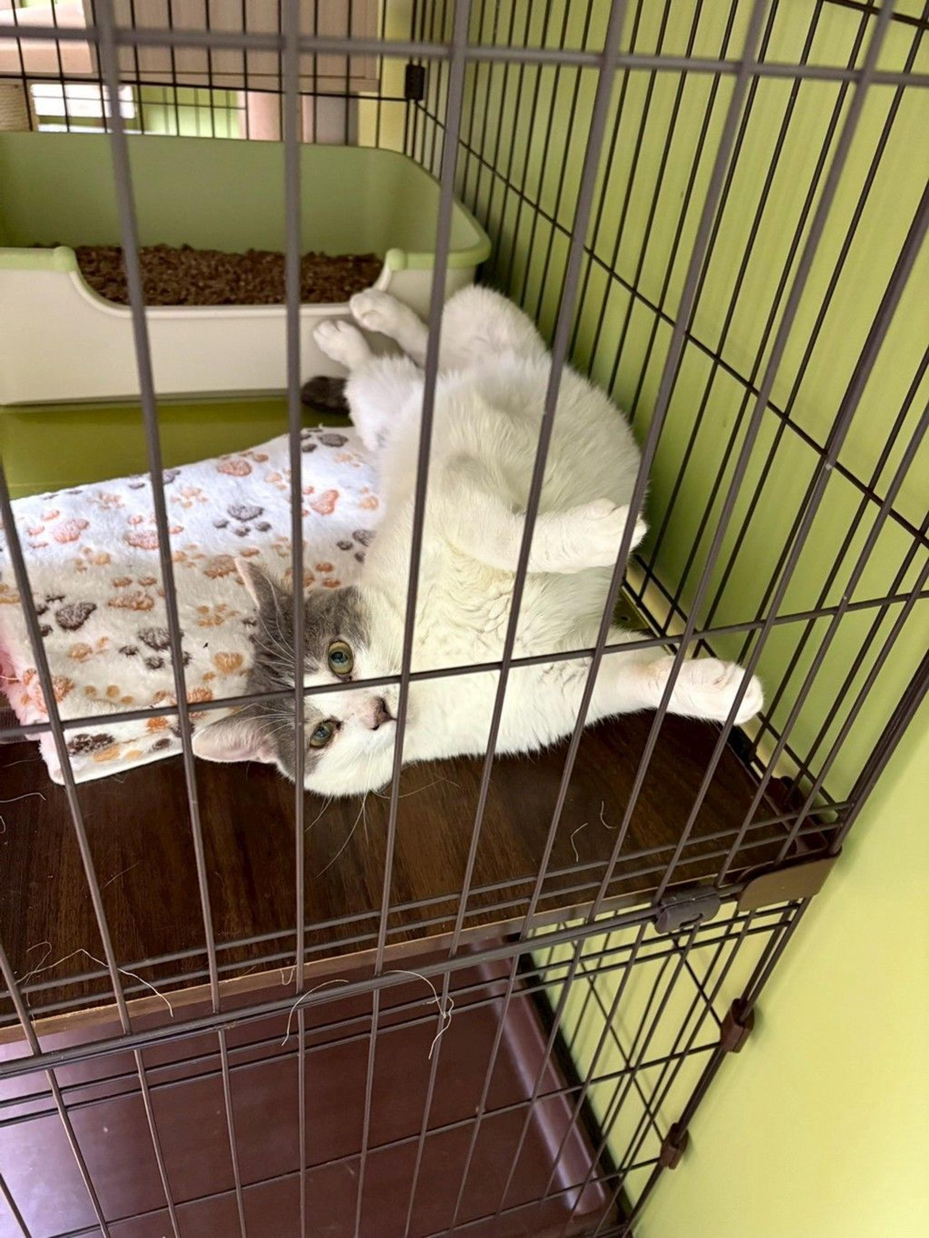 pet-image-4