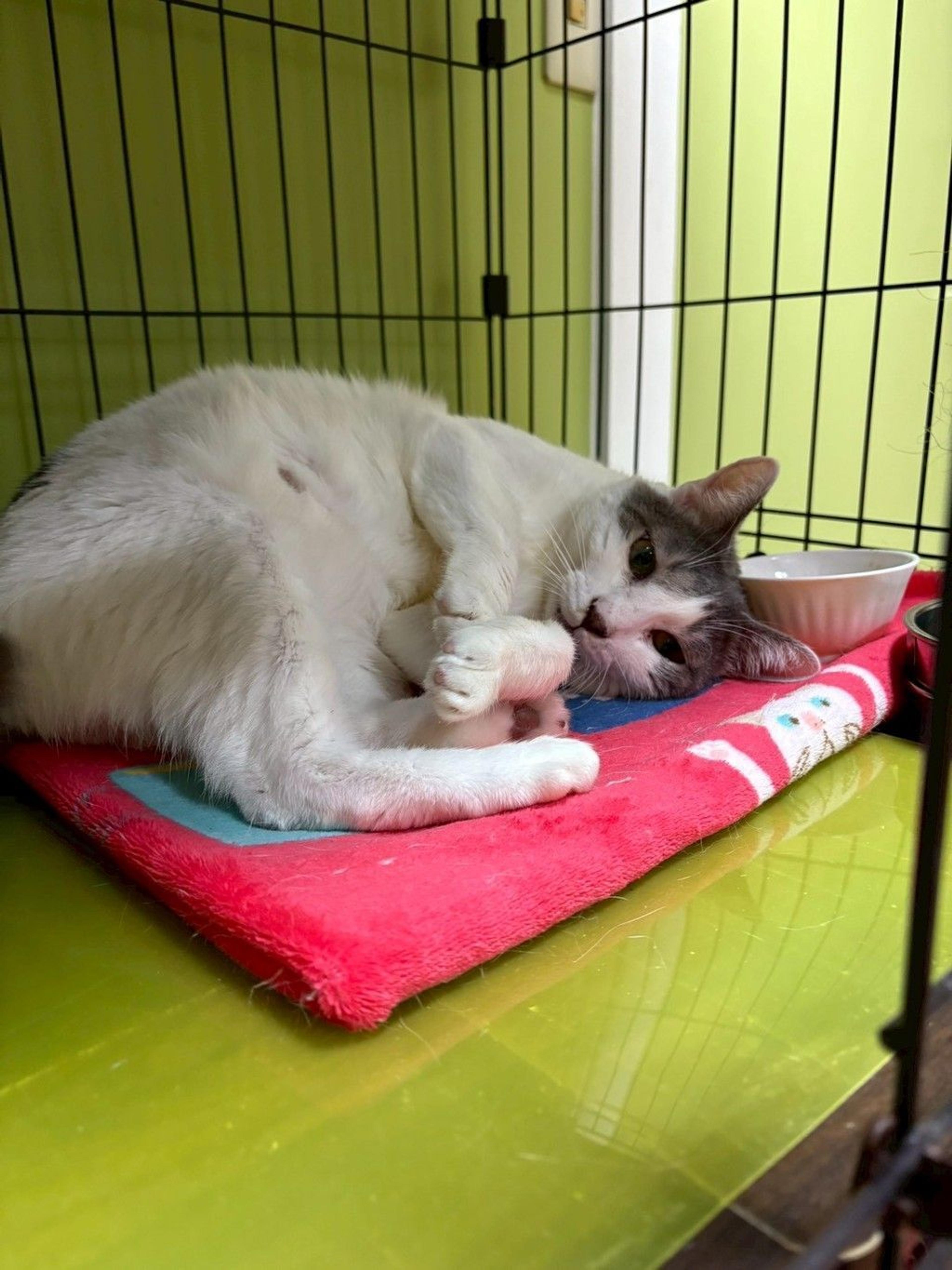 pet-image-5