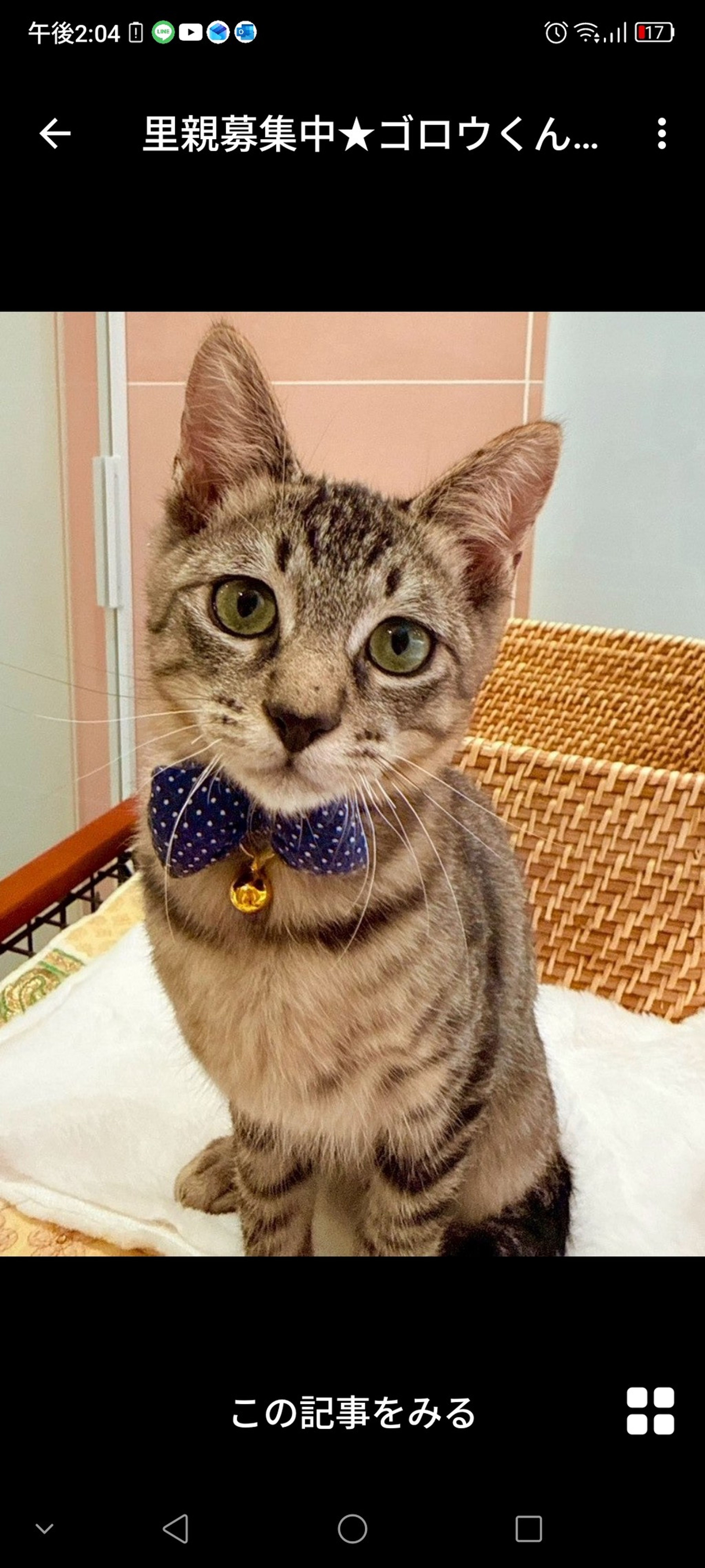 雑種（ミックス猫）・オスの里親募集の写真