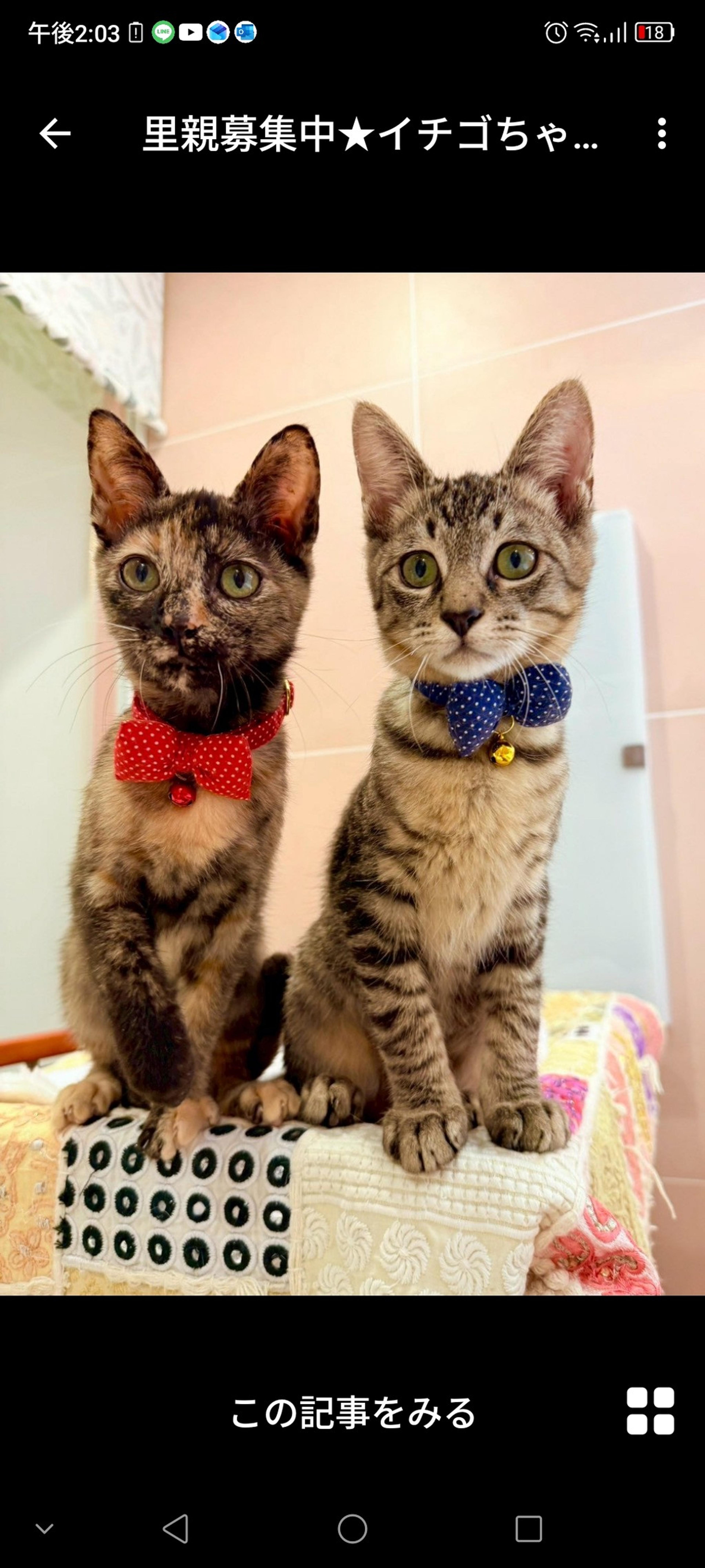 pet-image-3