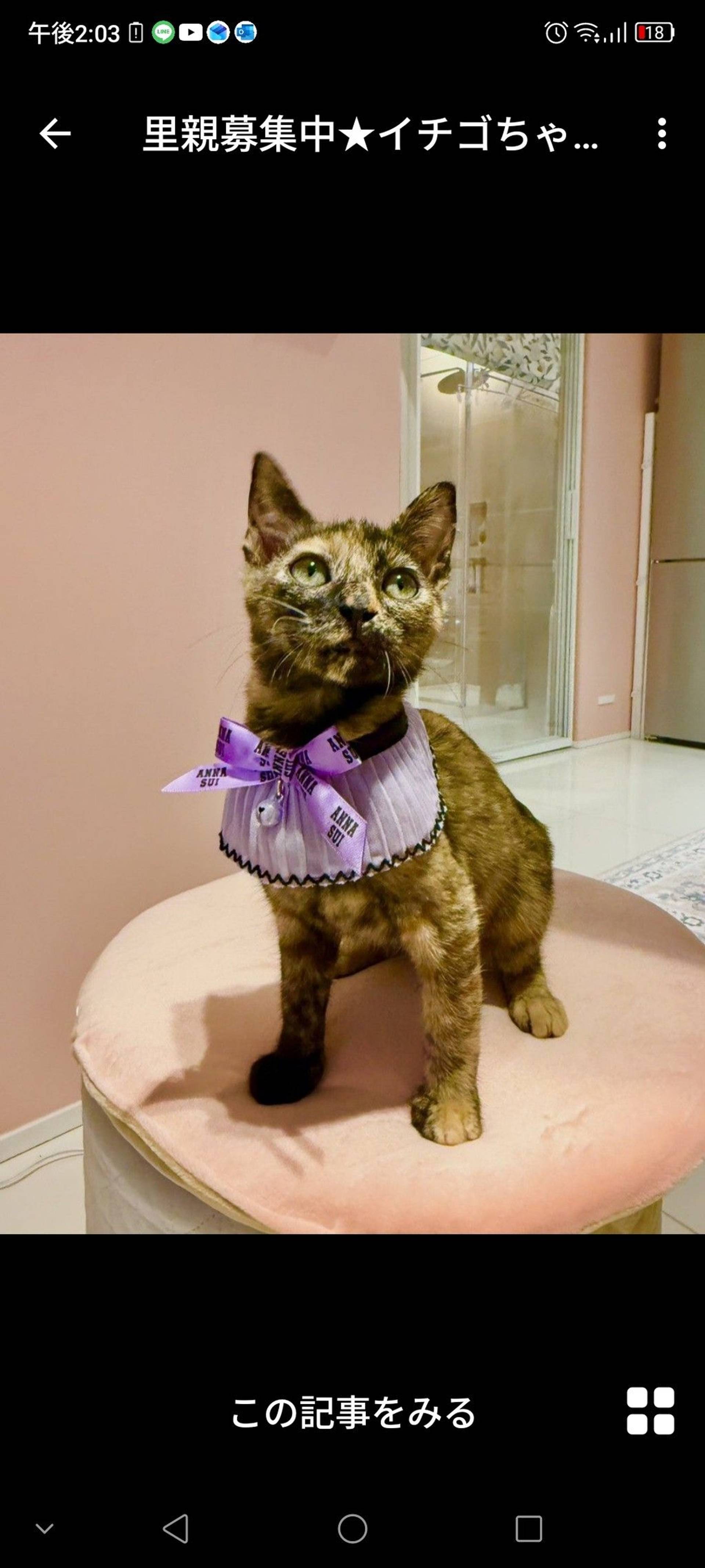 雑種（ミックス猫）・メスの里親募集の写真