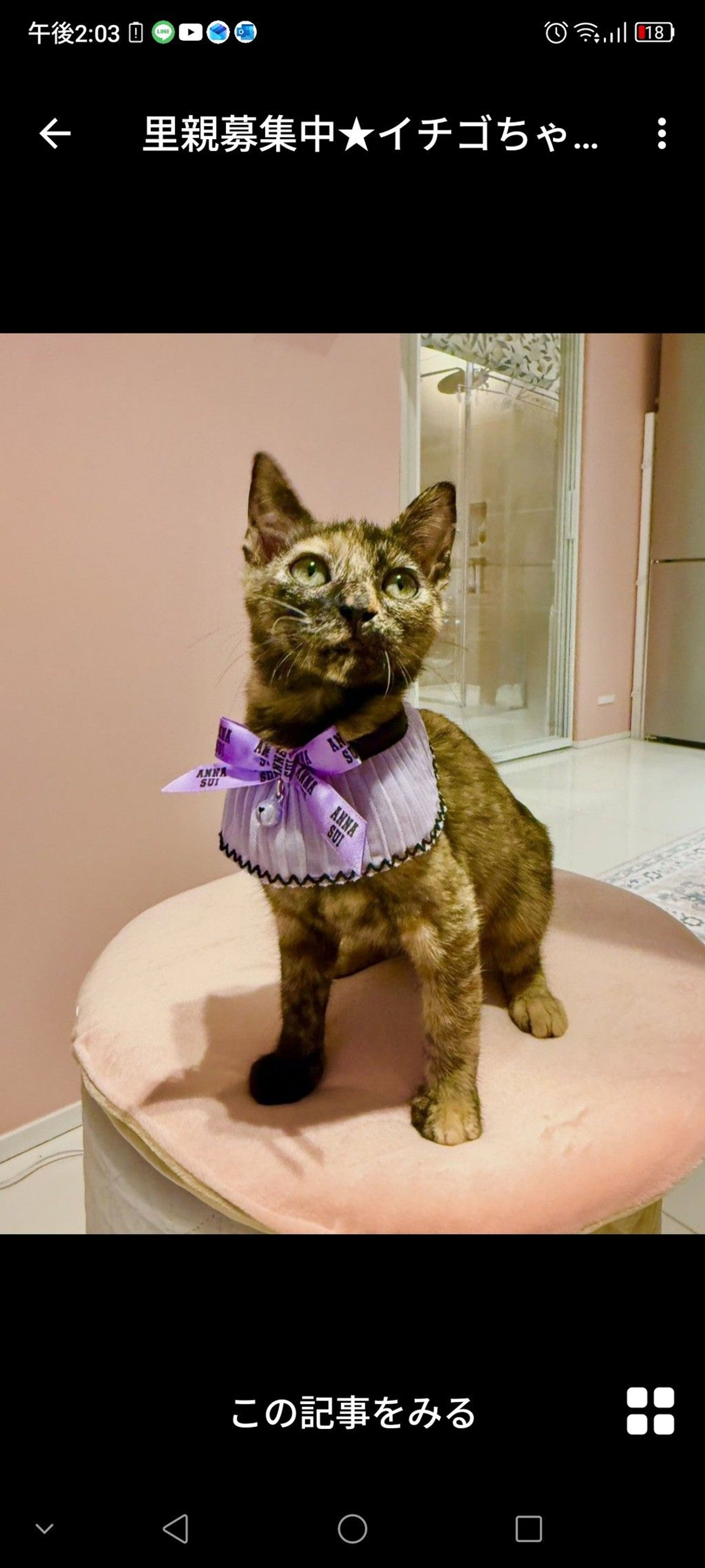 雑種（ミックス猫）・メスの里親募集の写真