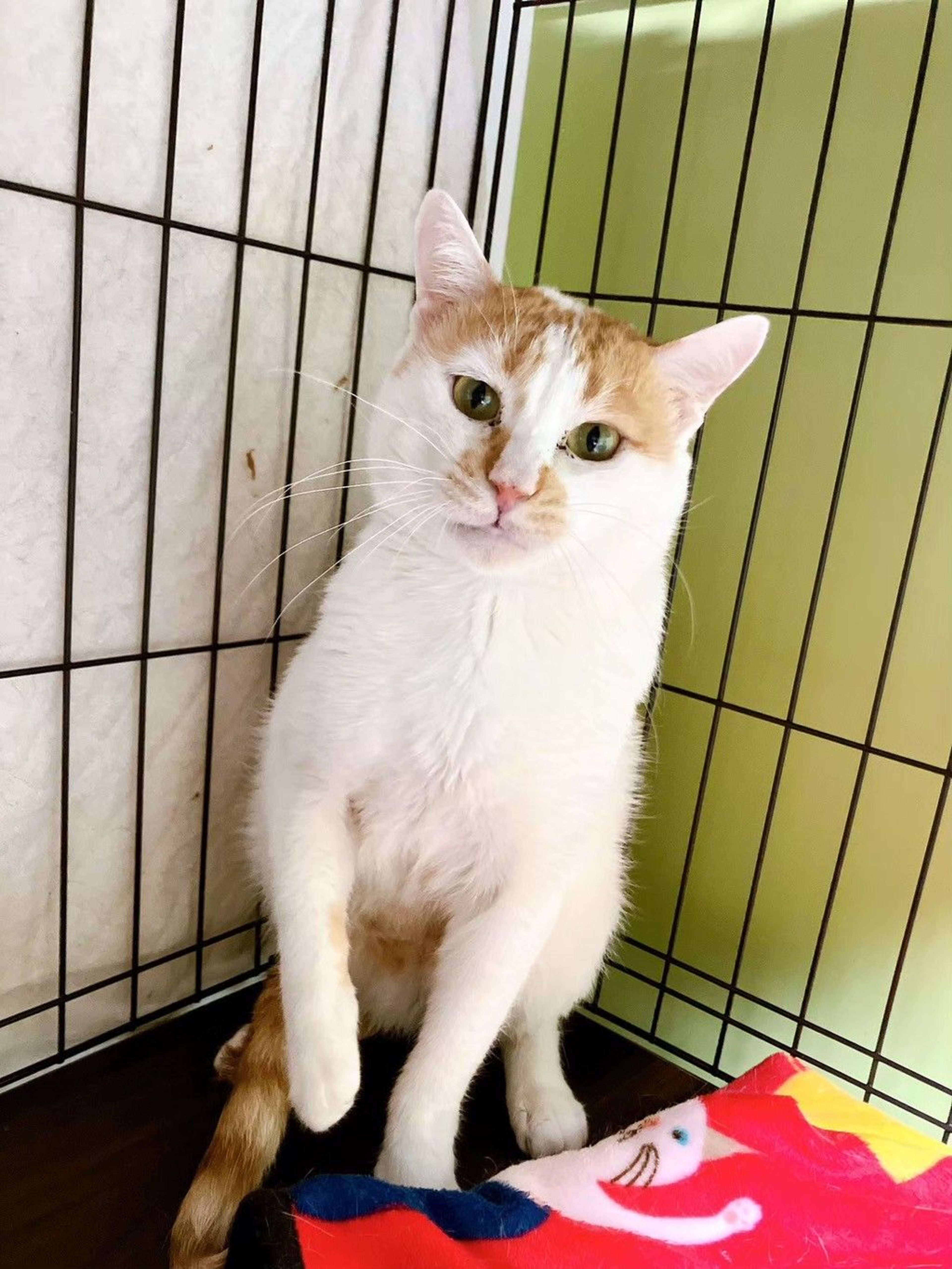 雑種（ミックス猫）・オスの里親募集の写真