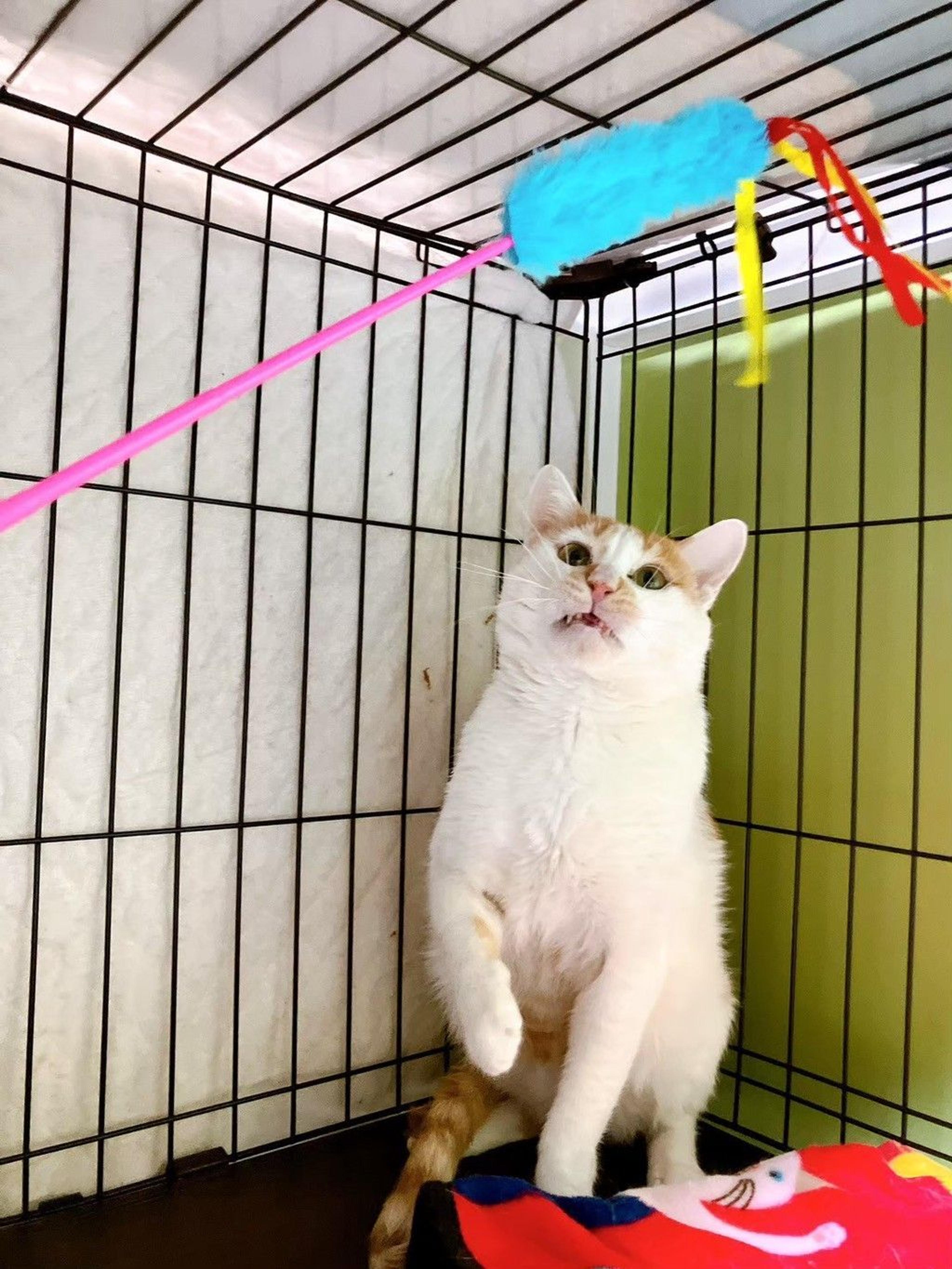 pet-image-2