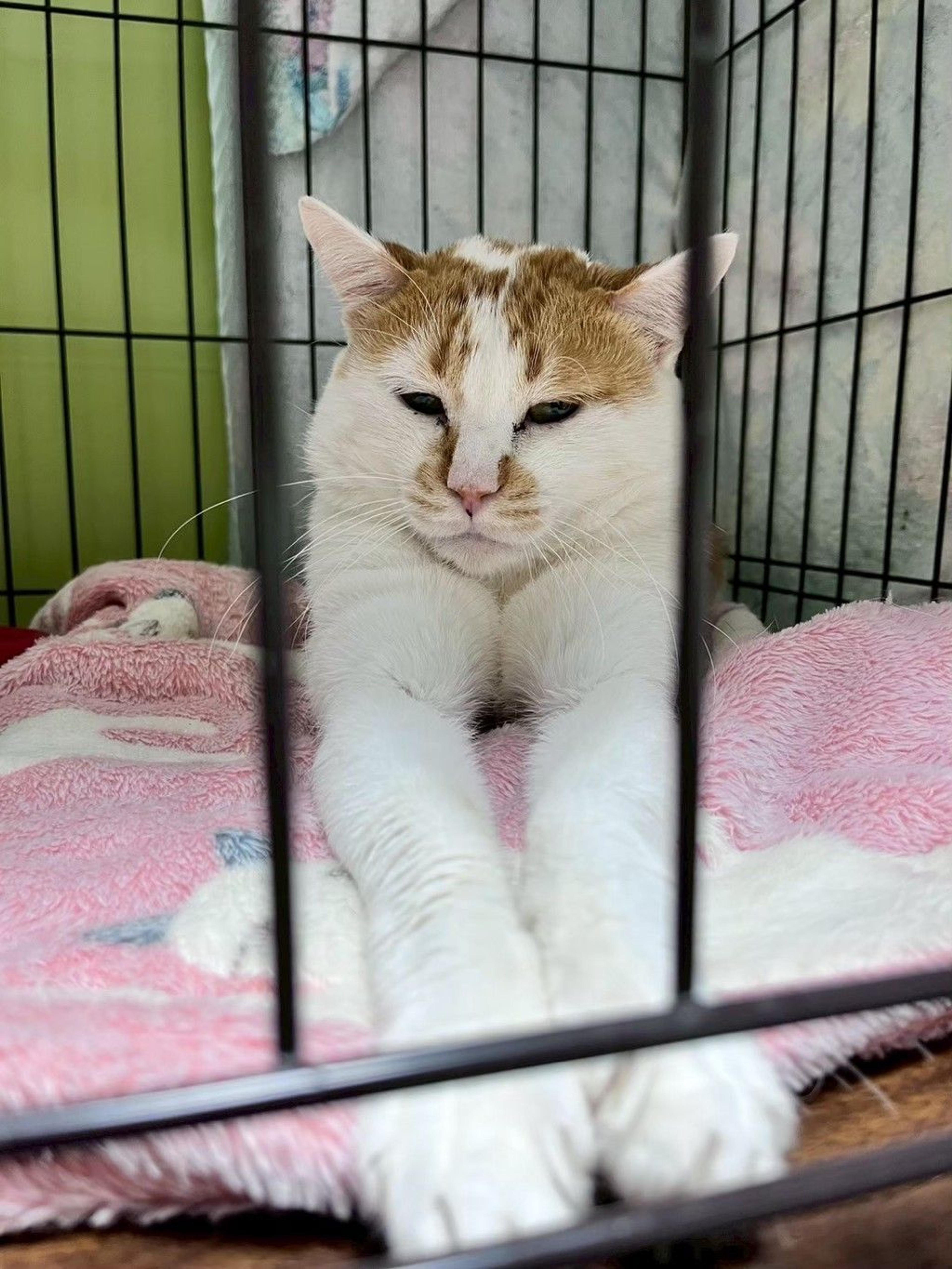 pet-image-3