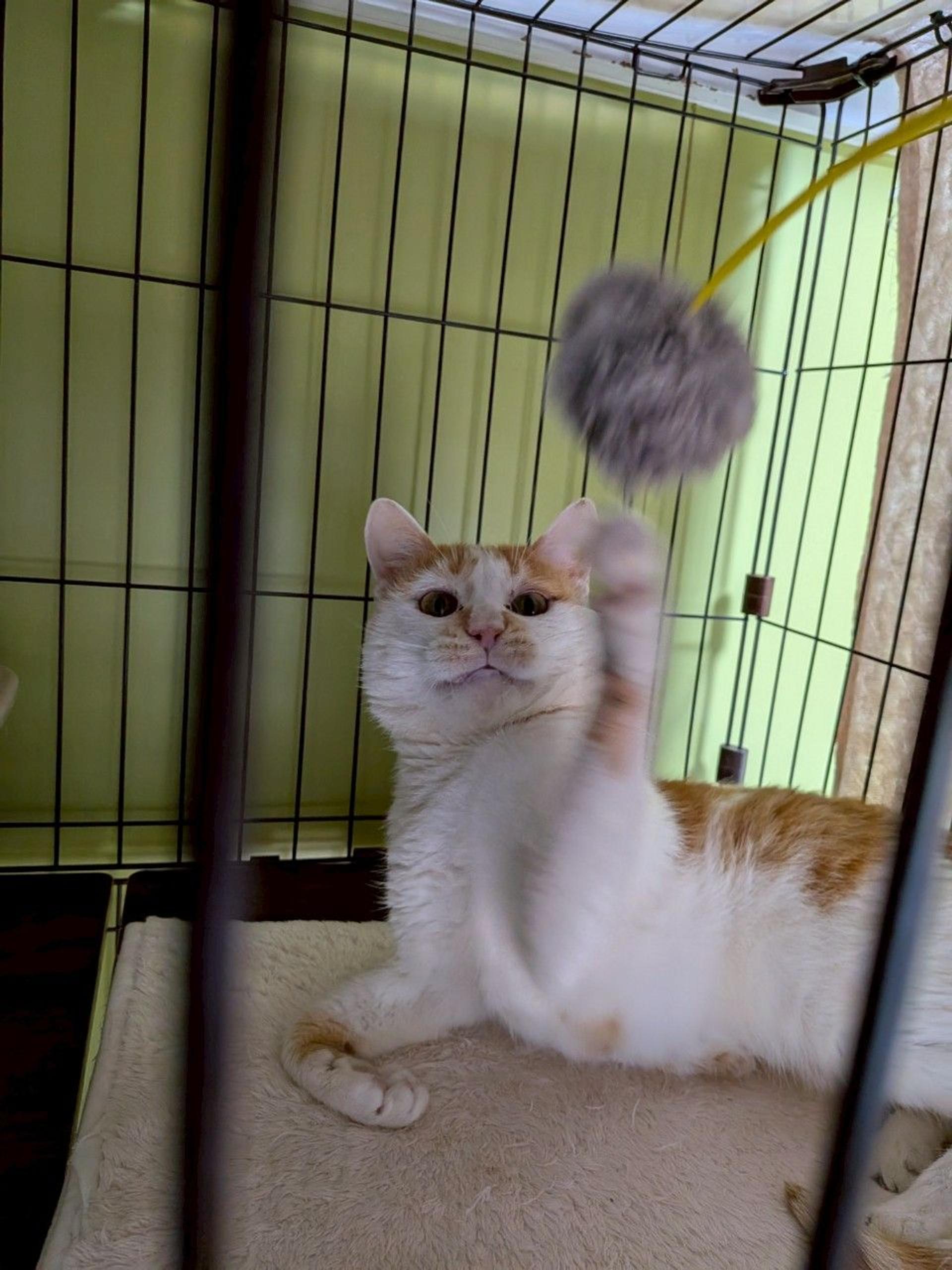 pet-image-4