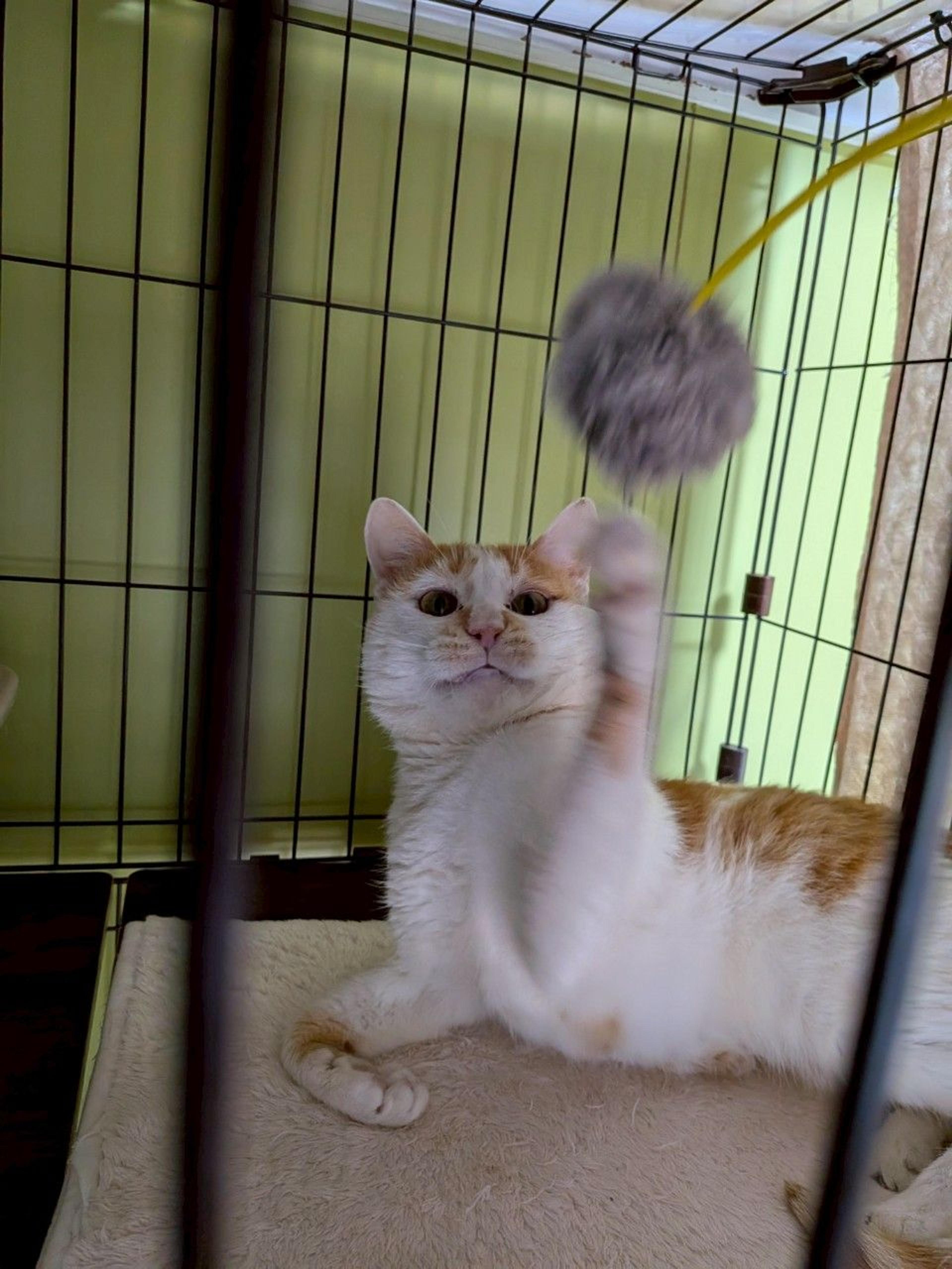 pet-image-4