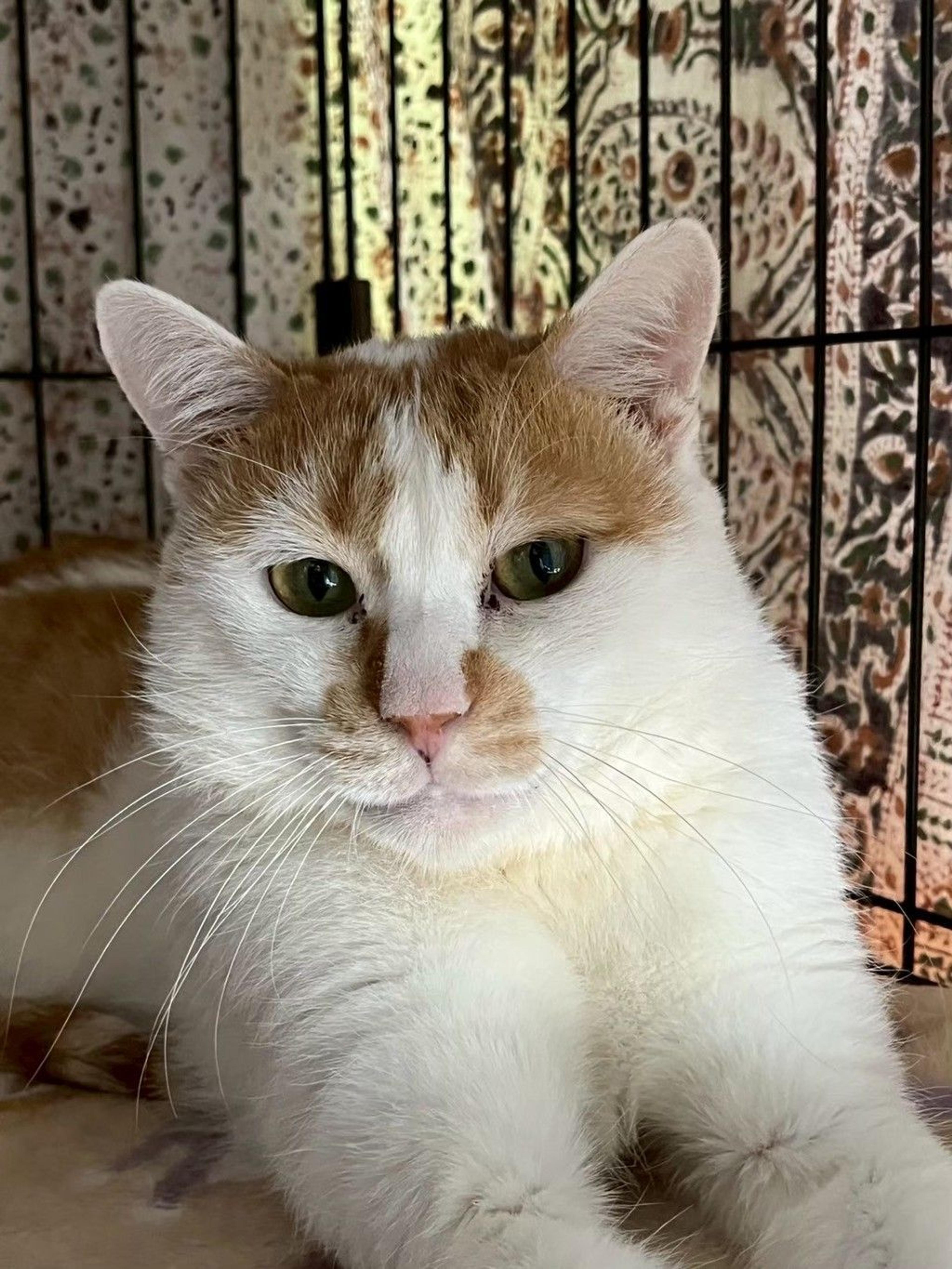 pet-image-5