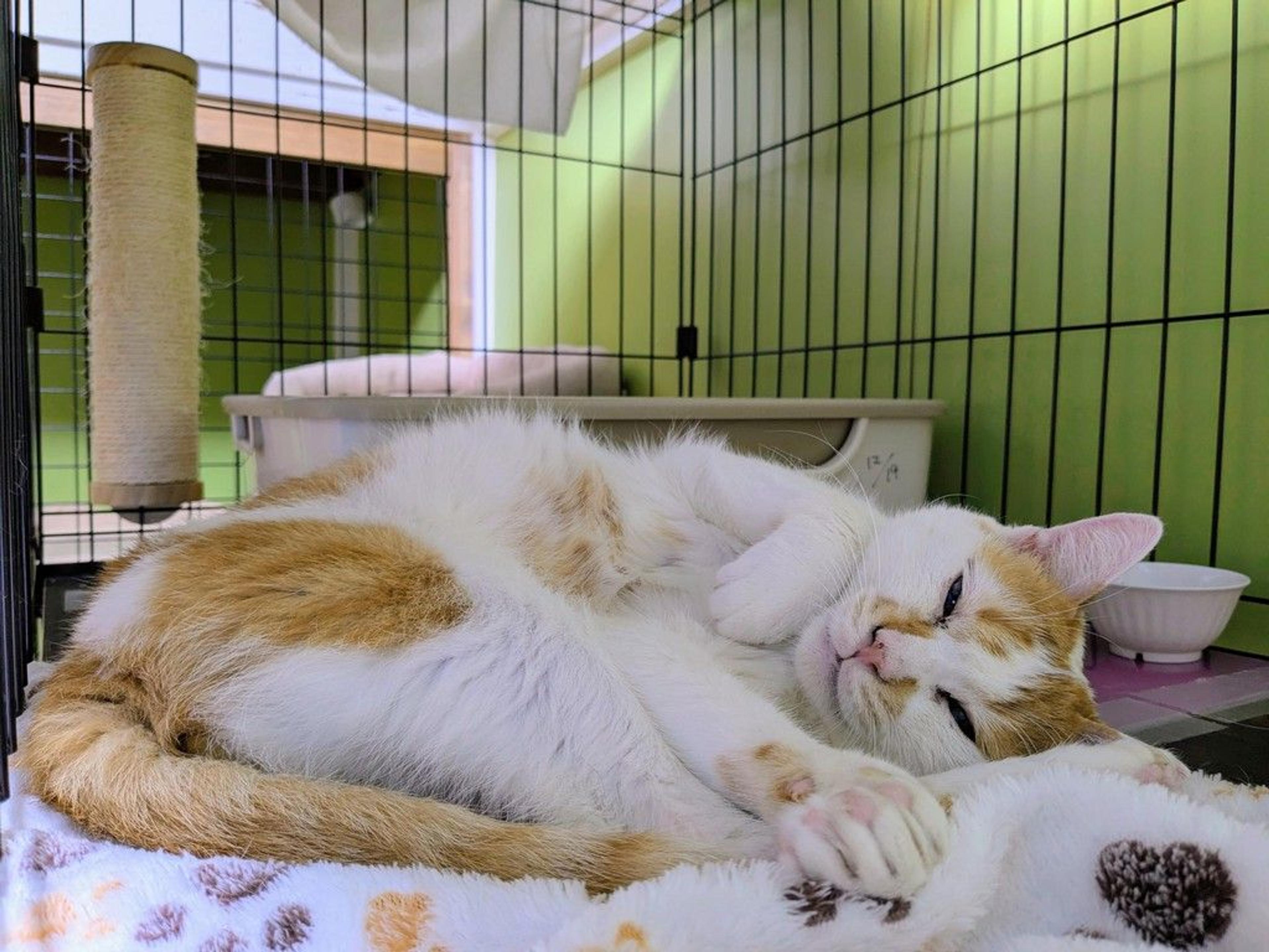 pet-image-6