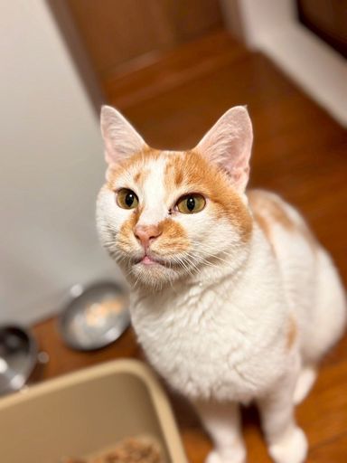 雑種（ミックス猫）・オスの里親募集の写真