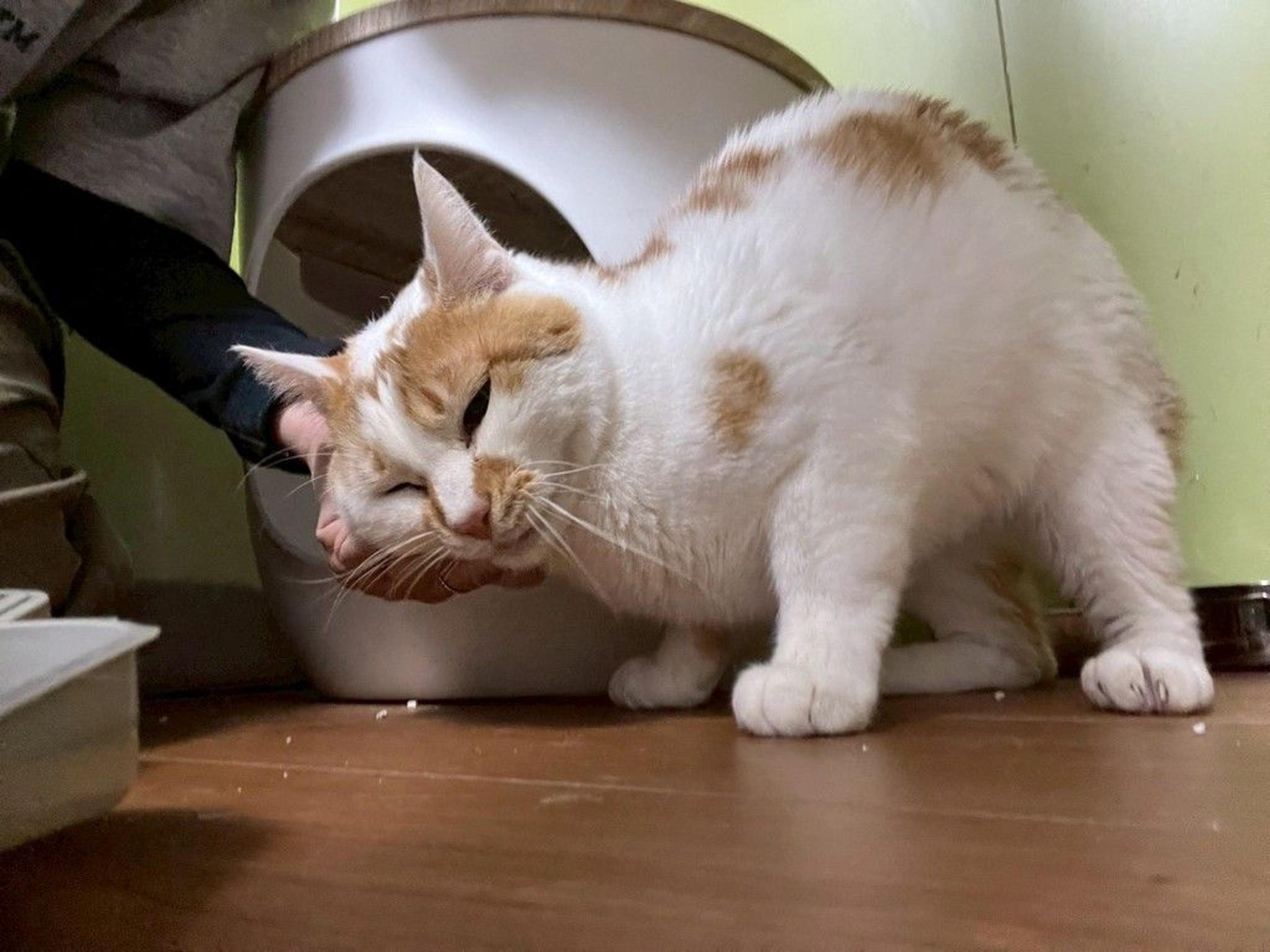 pet-image-2