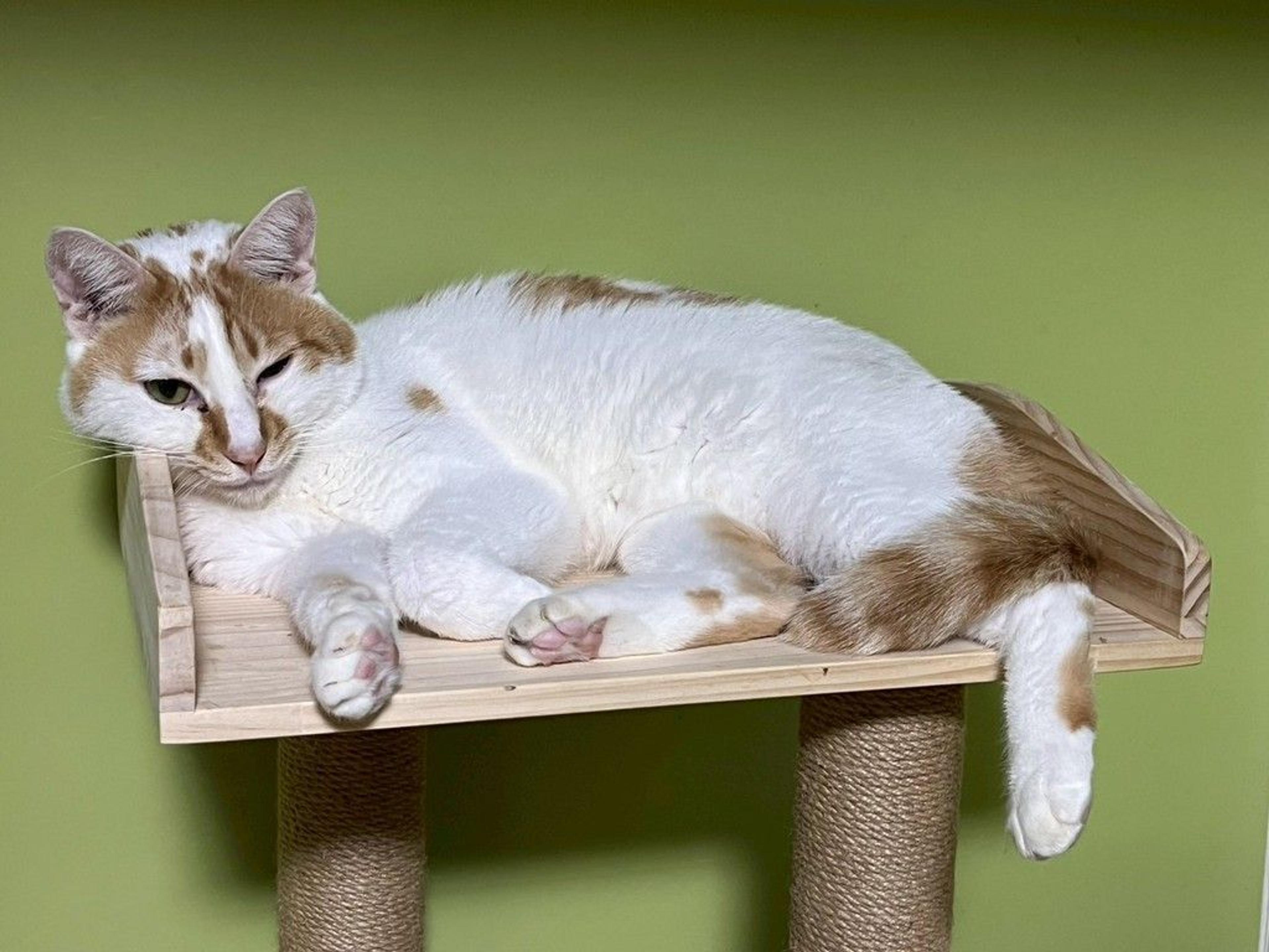 pet-image-3