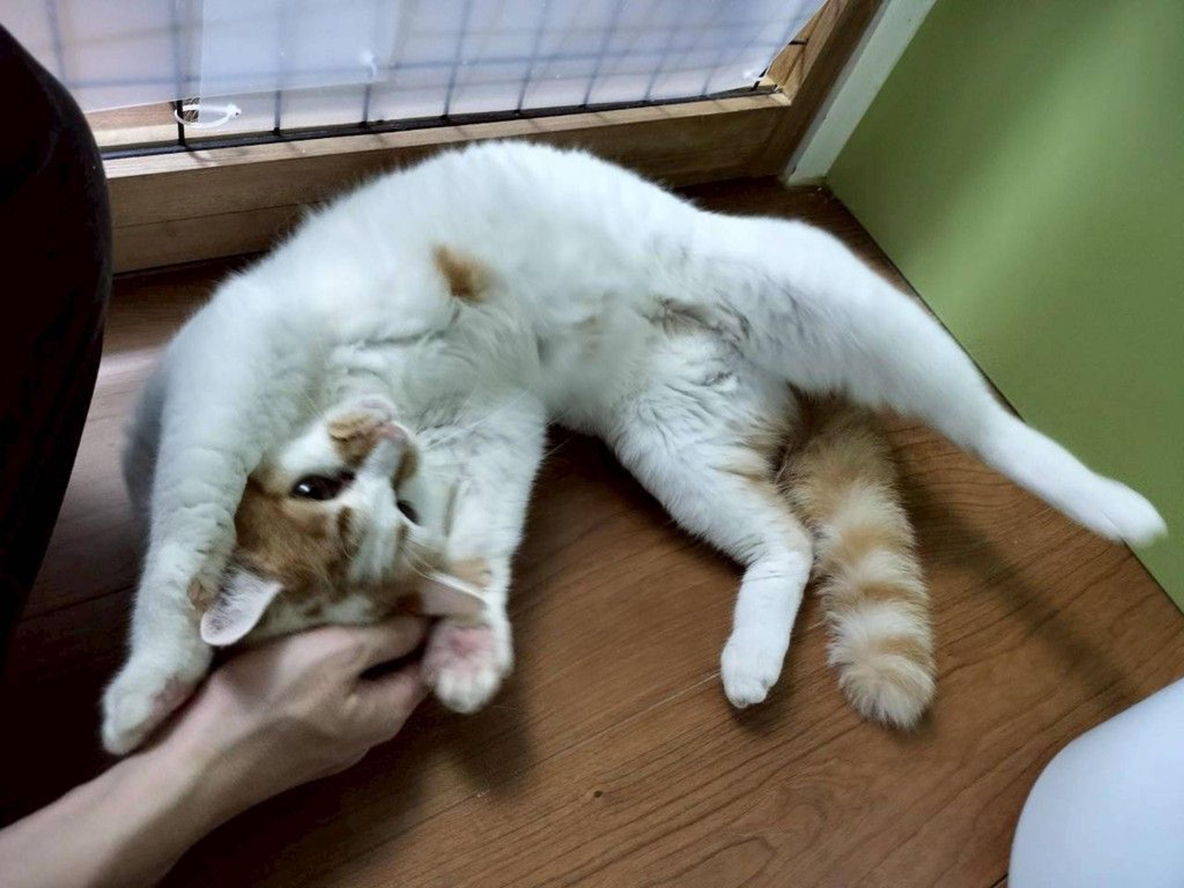 pet-image-4