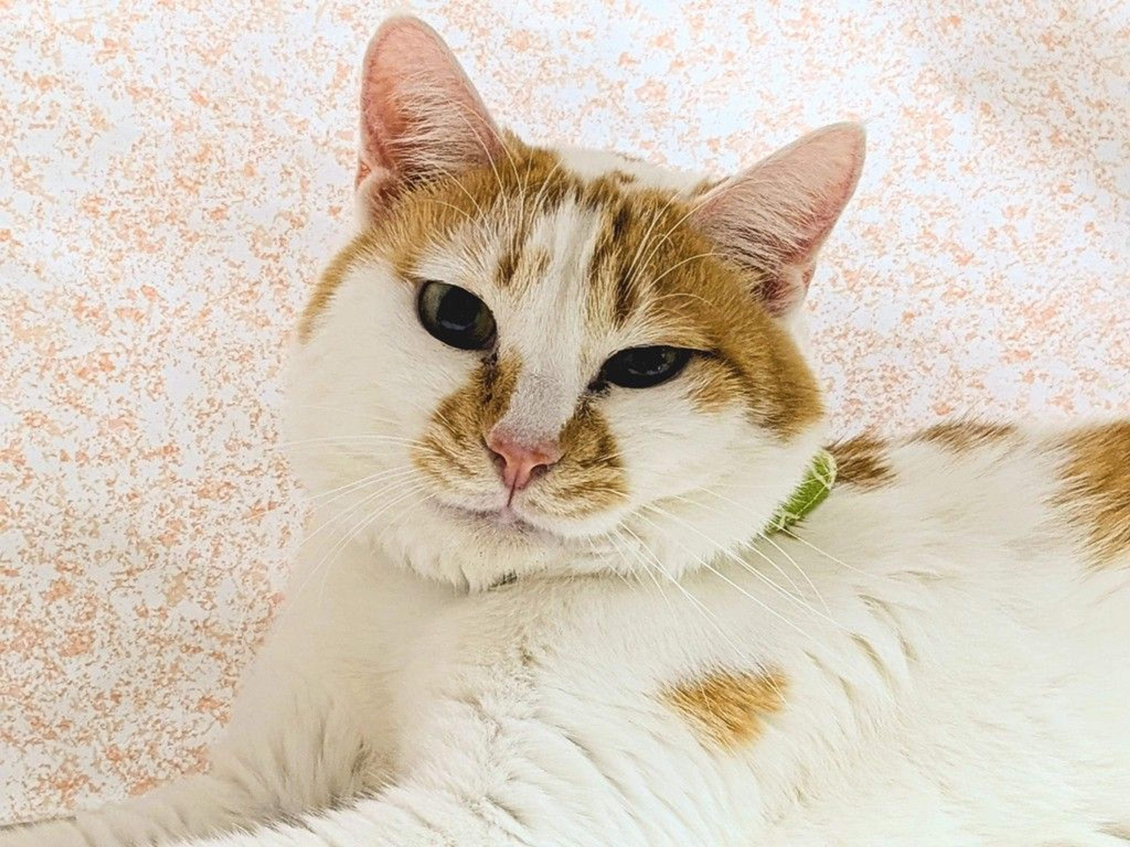 pet-image-5