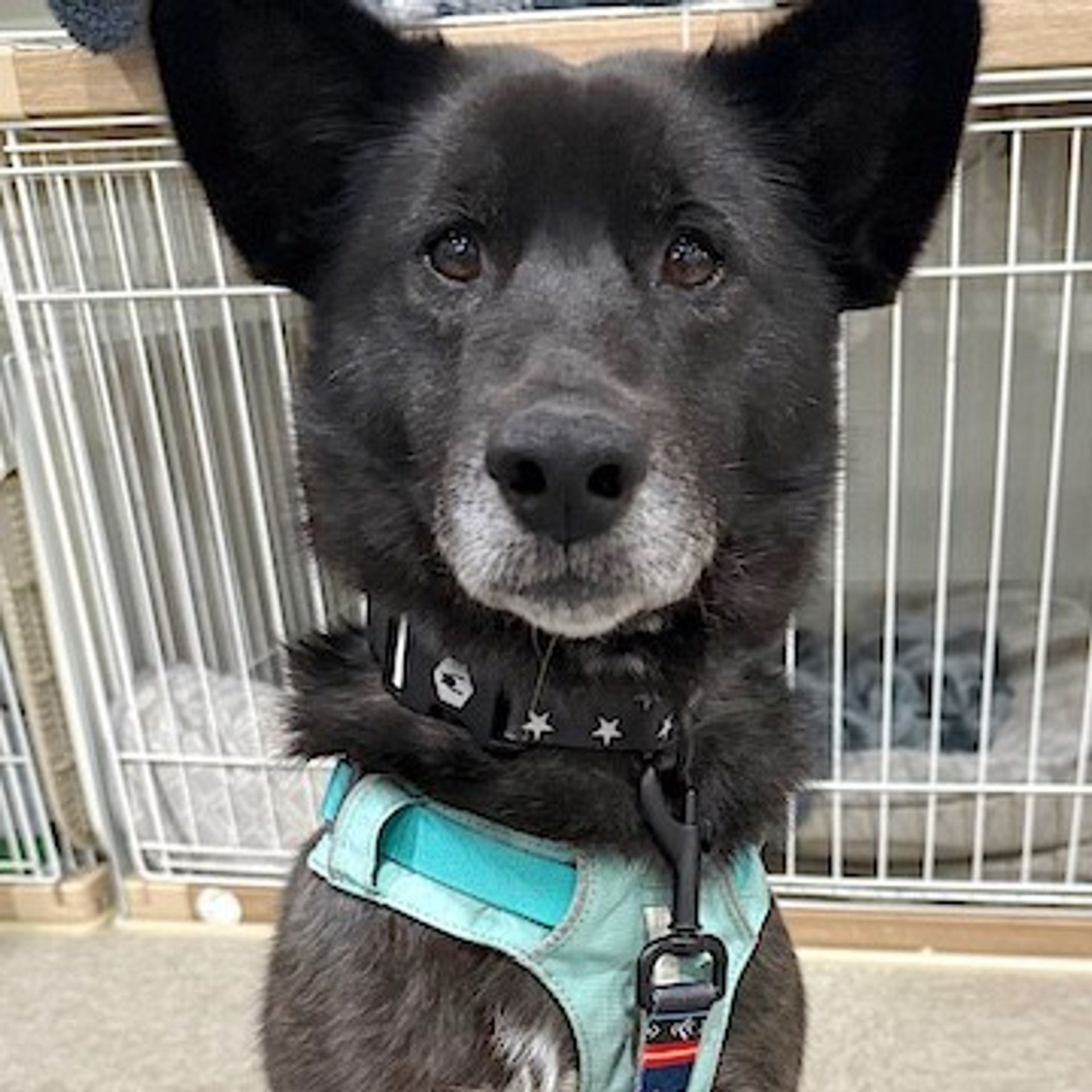 雑種（ミックス犬）・オスの里親募集の写真